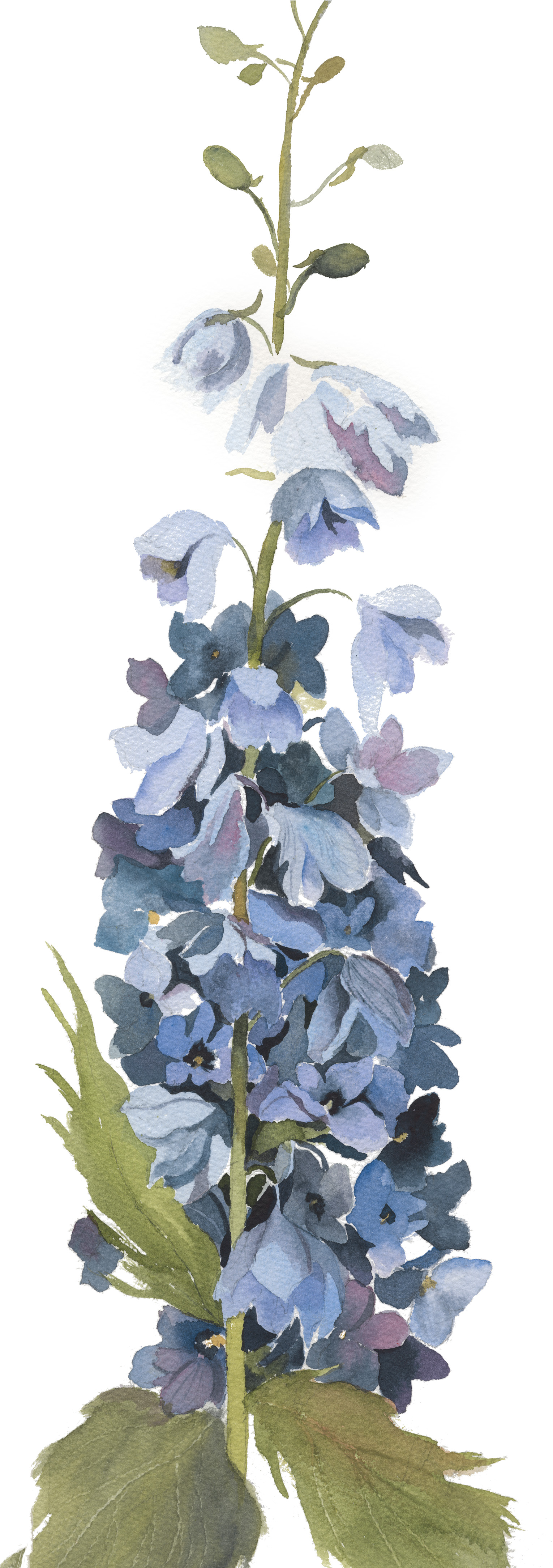 Delphinium #1
