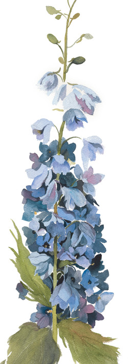 Delphinium #1