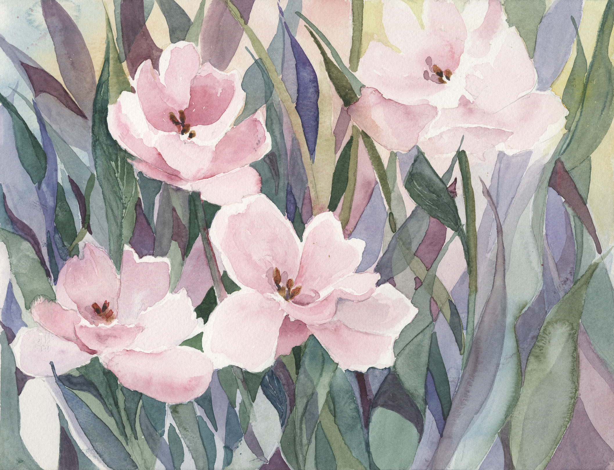 Pink Tulips