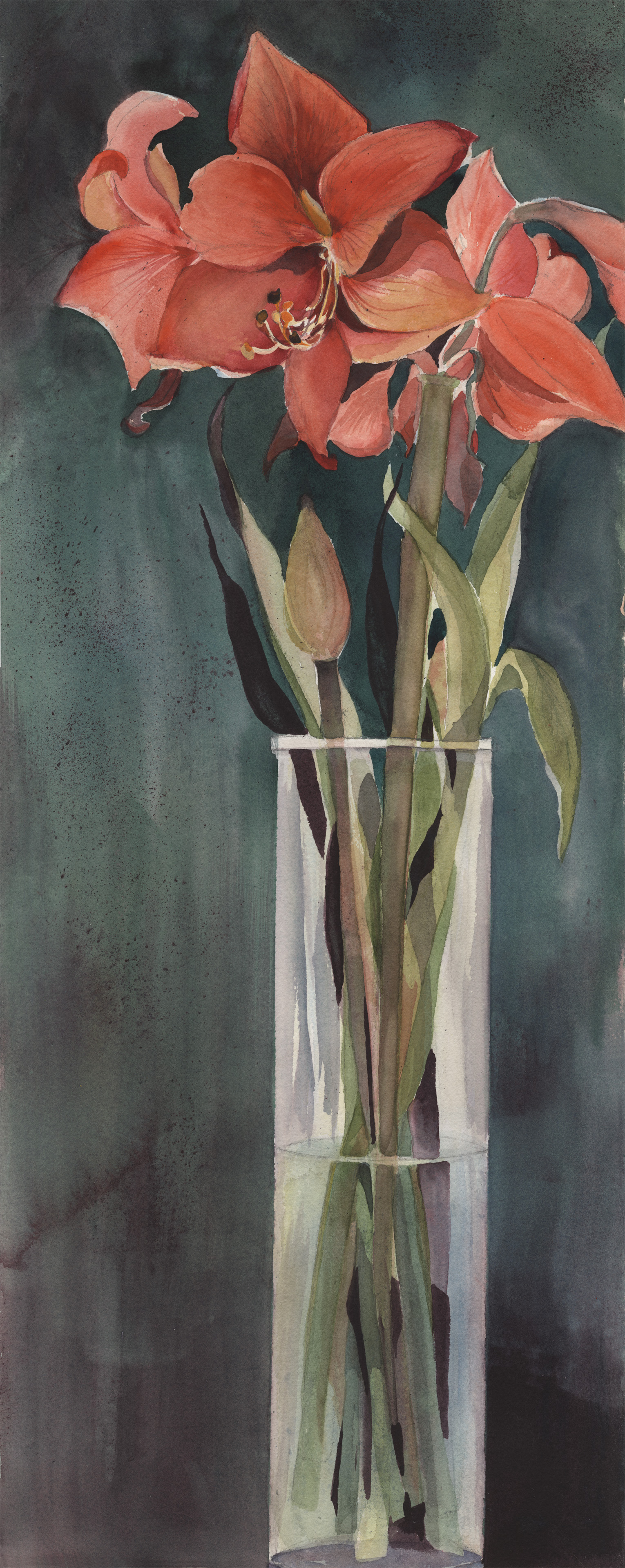 Amaryllis