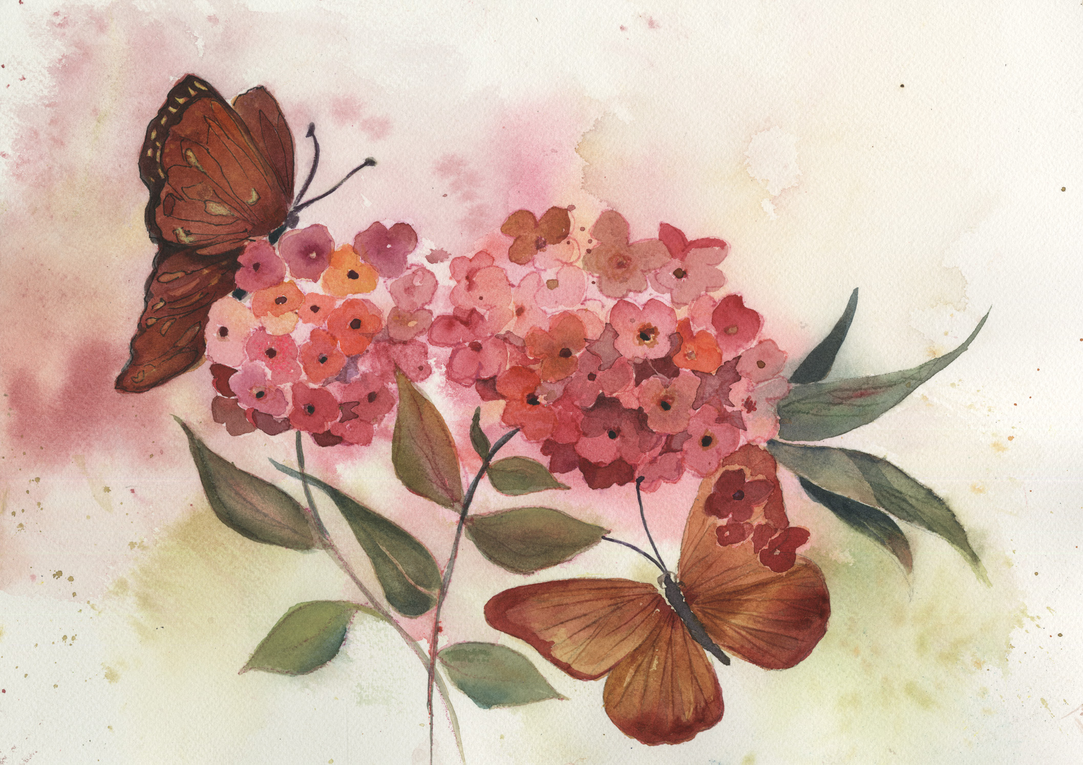 Spring Butterflies