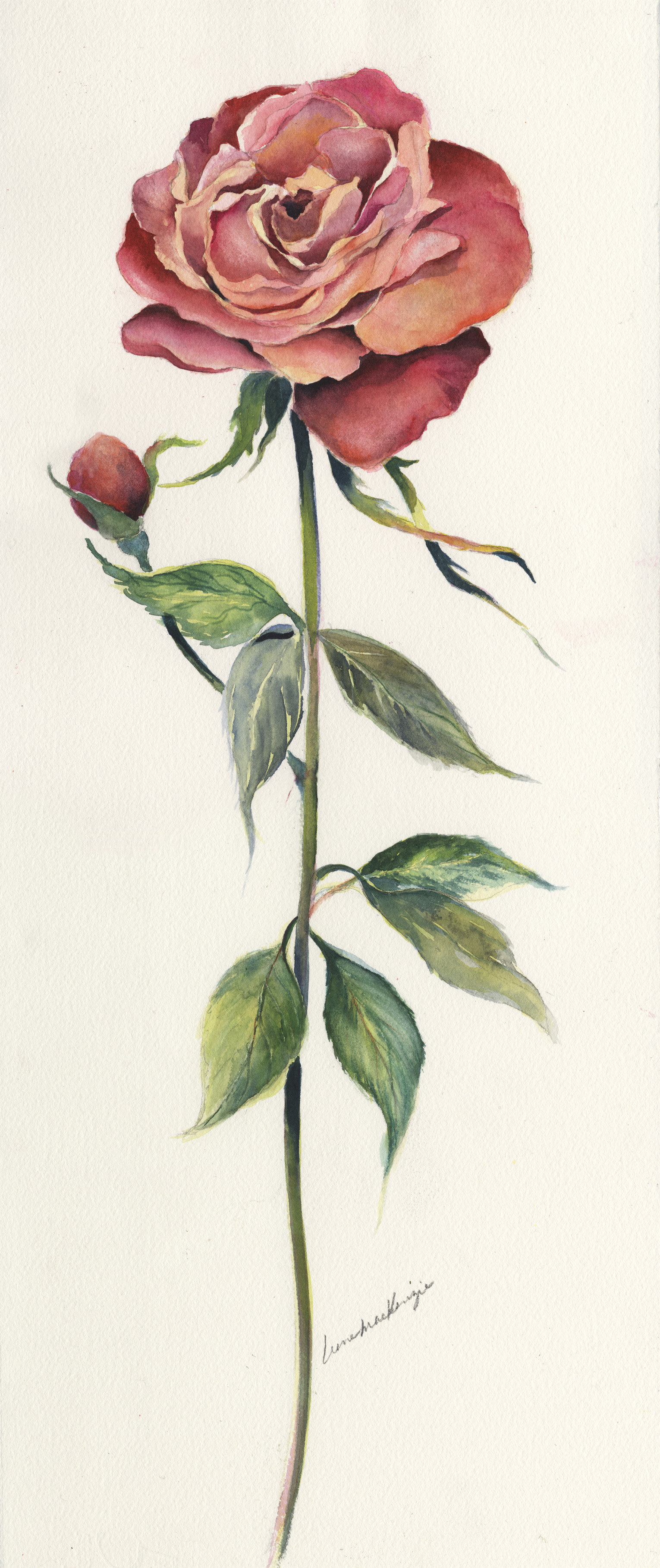 Single Rose