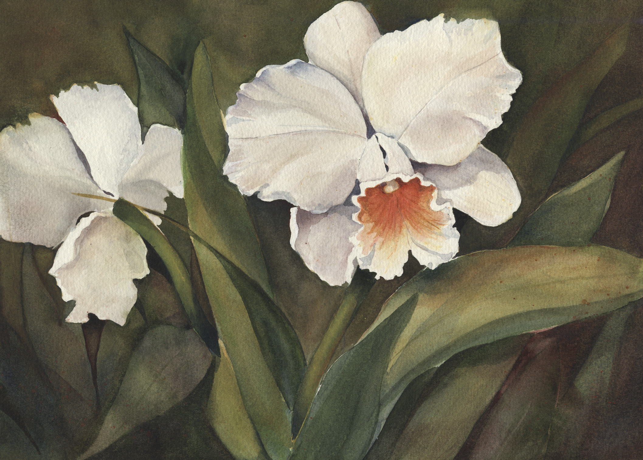 Orchids in White