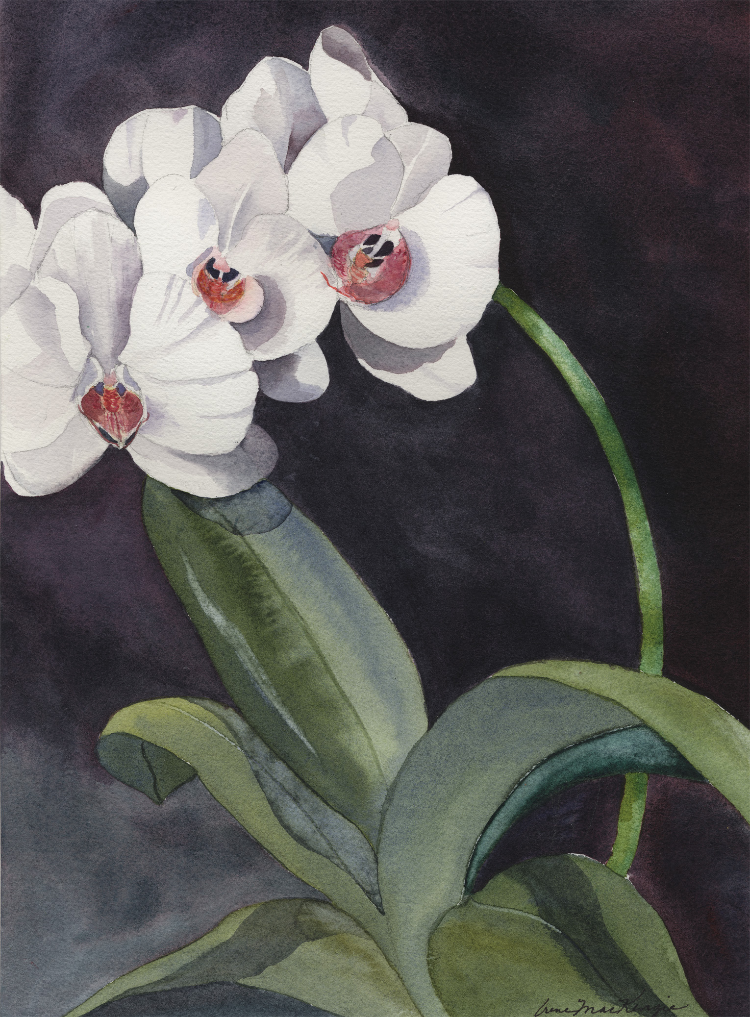 Orchids in Love