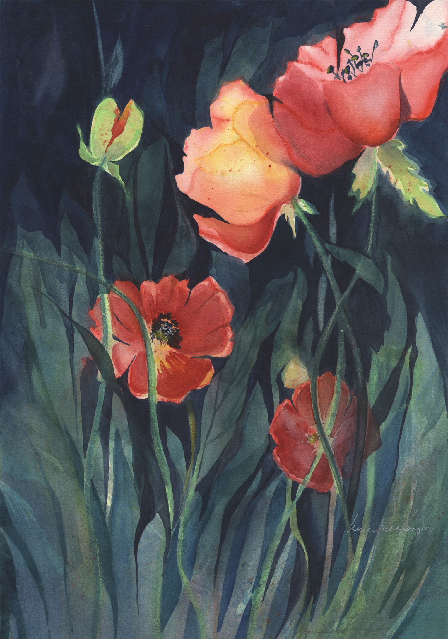 Field Poppies