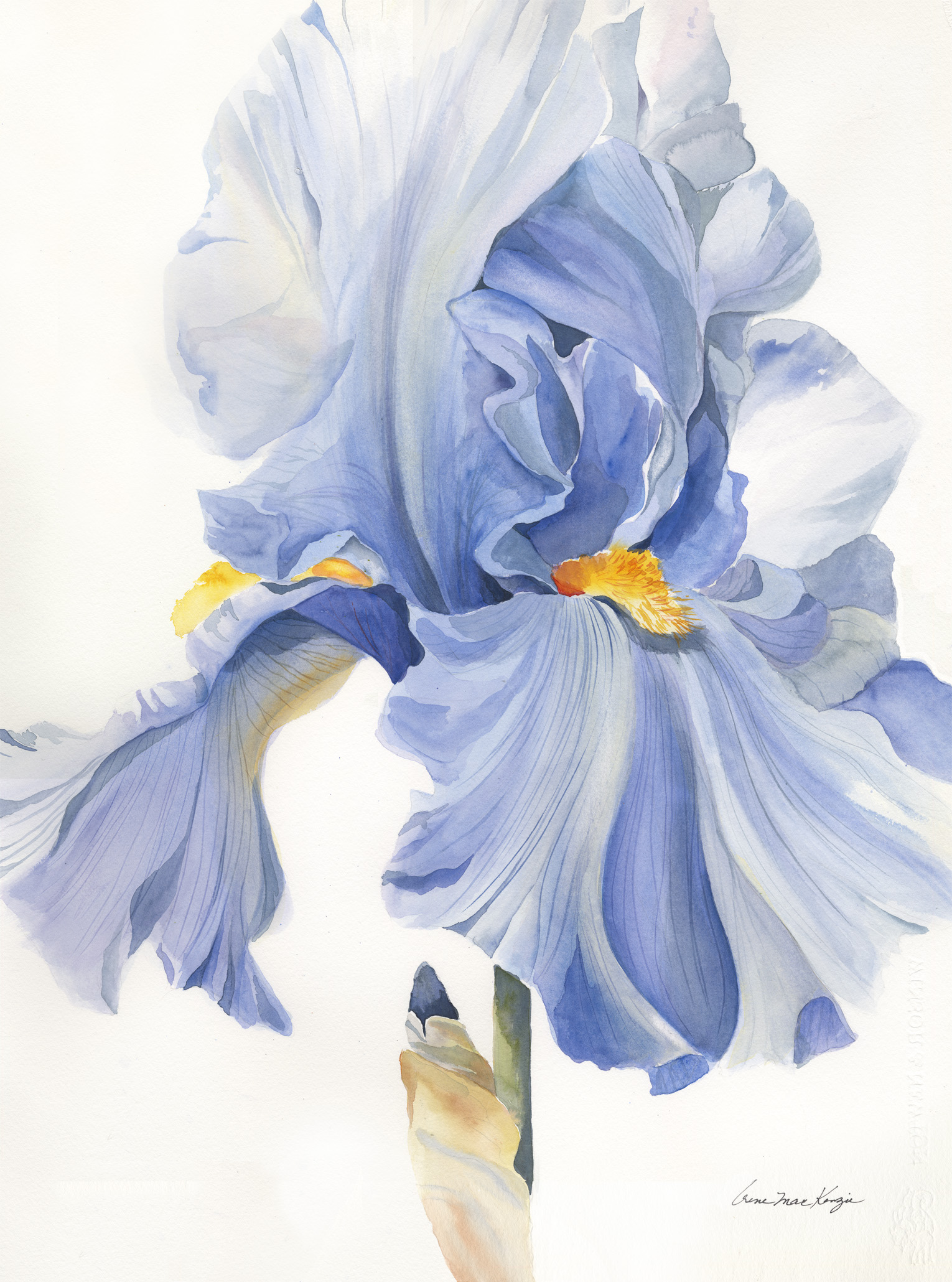 Blue Iris
