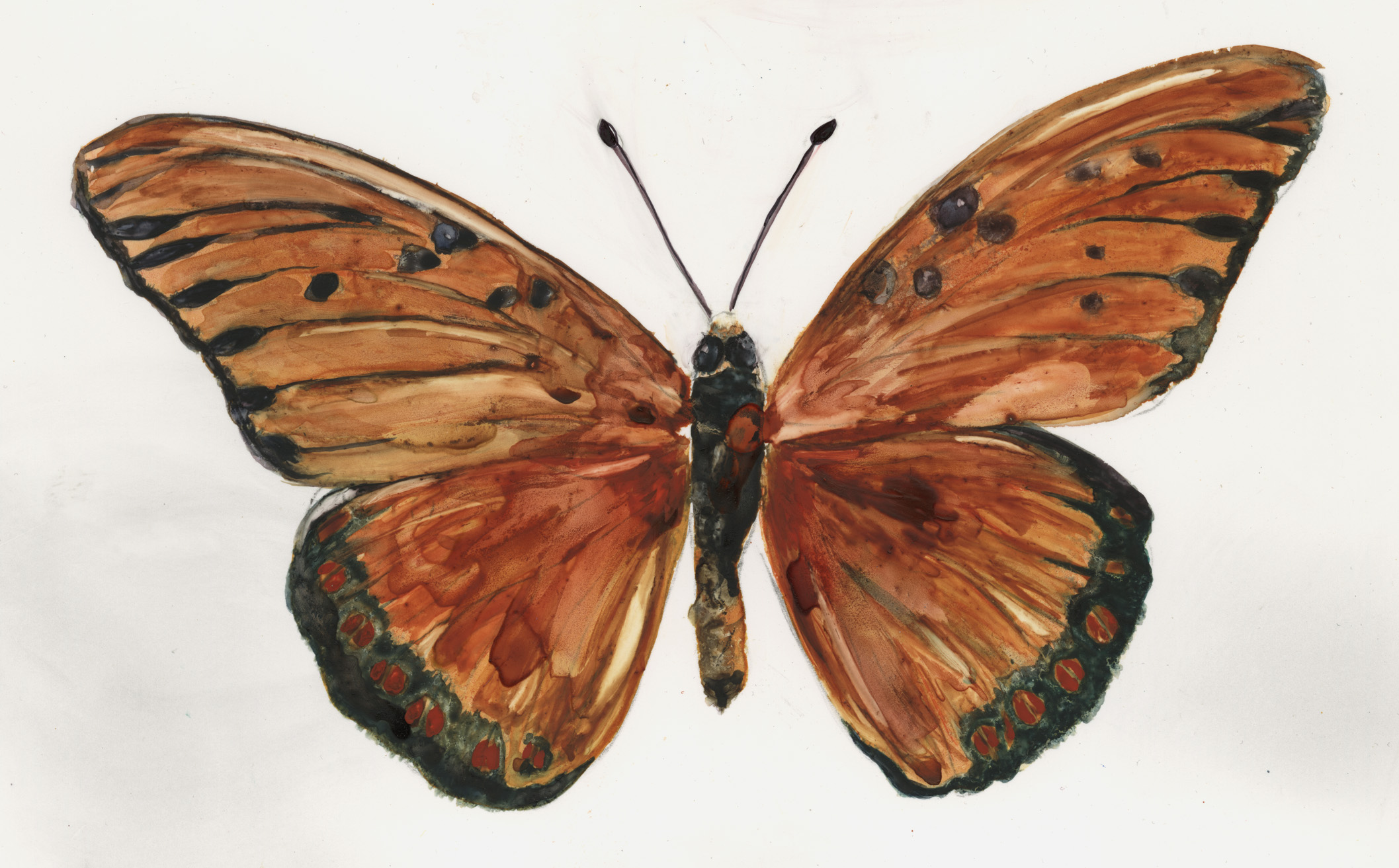 Silver-Washed Fritillary