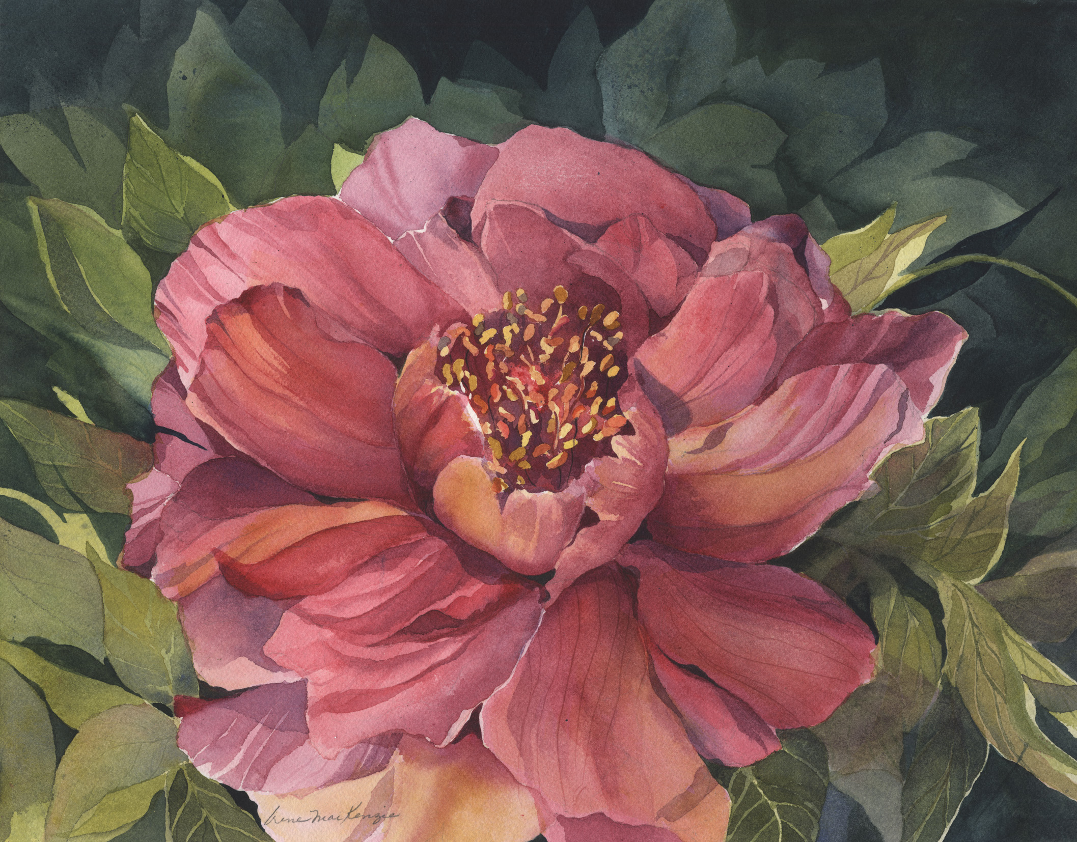 Peony in Pink