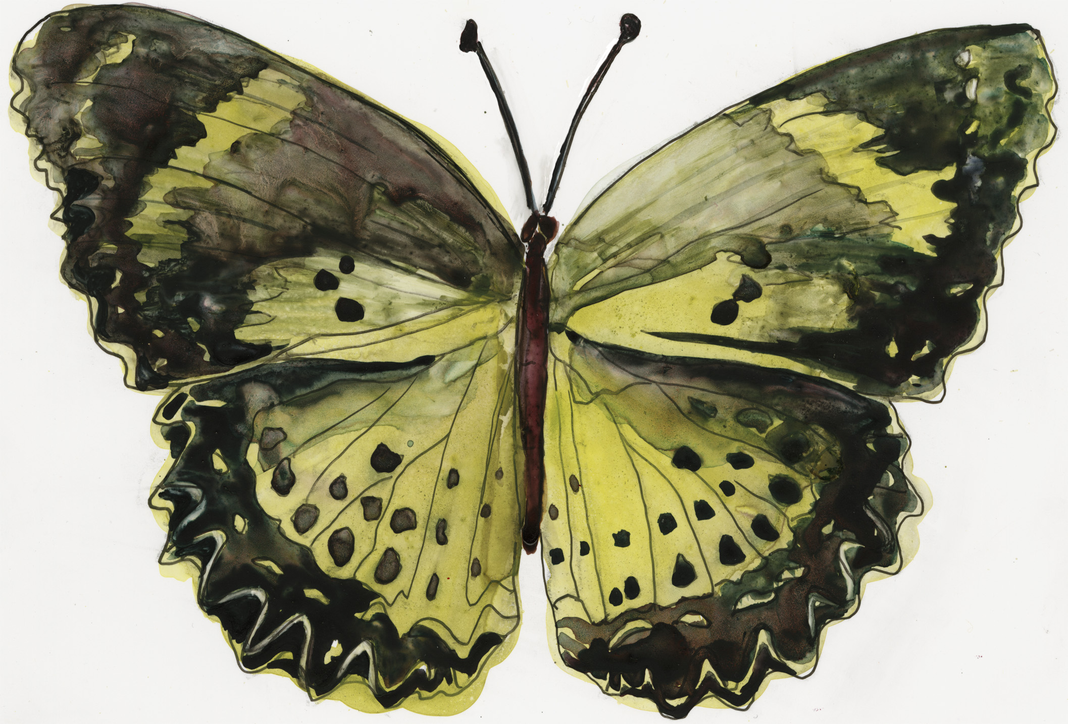 Malay Lacewing