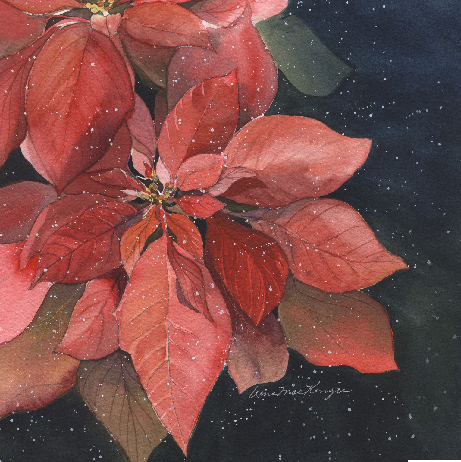 Snowy Poinsettia