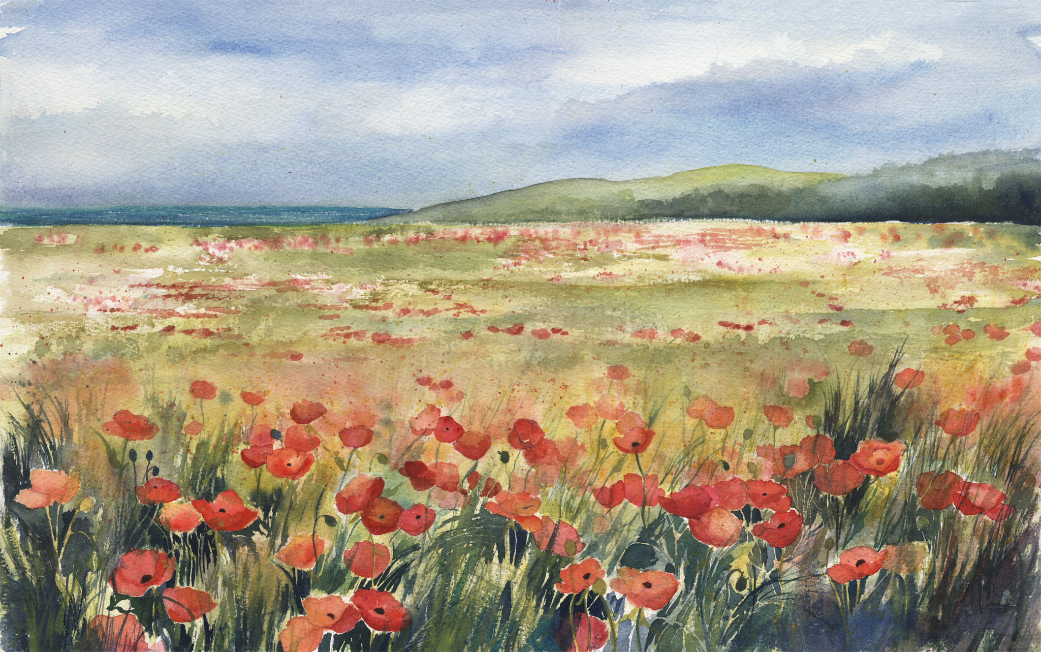 Poppy Fields