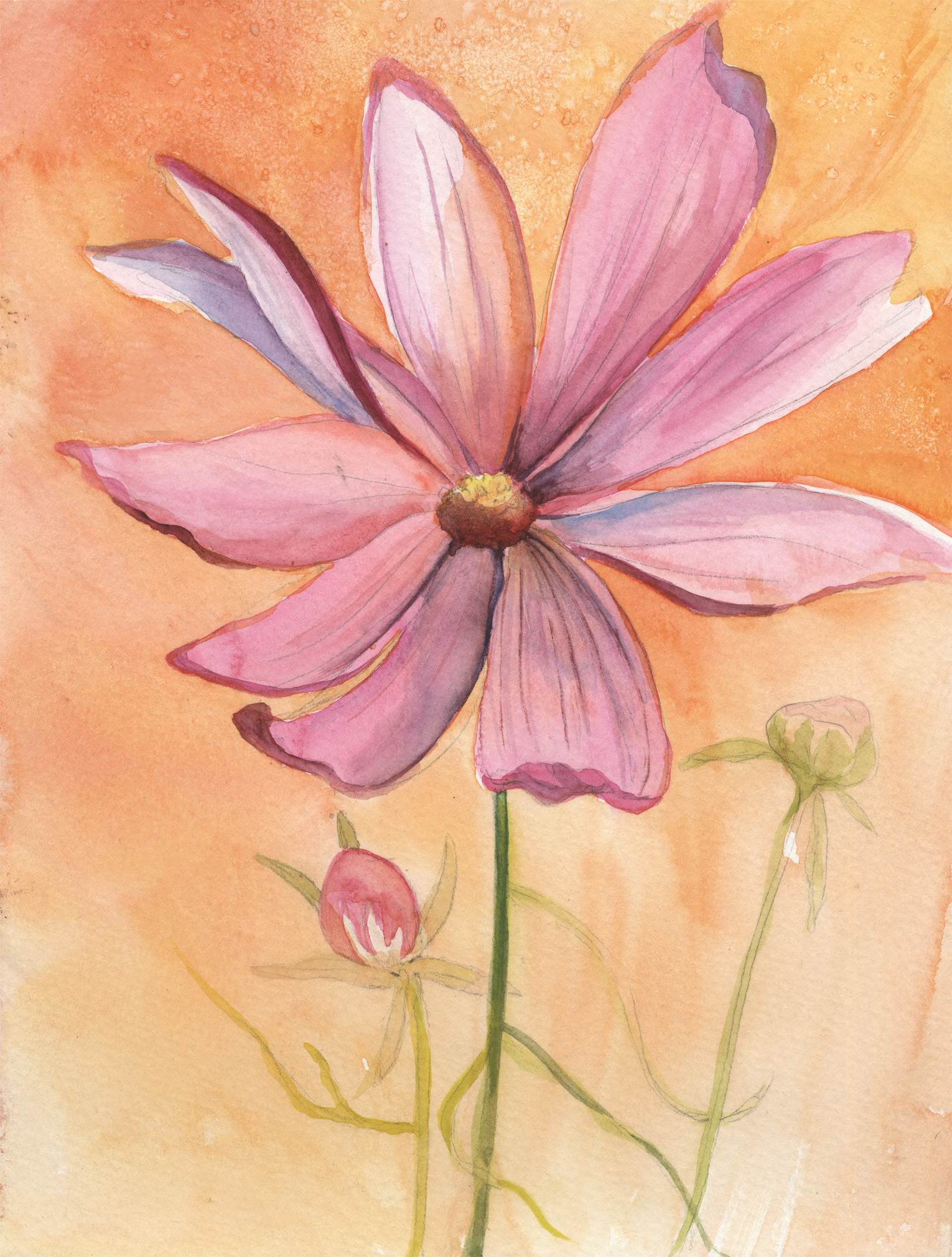 Pink Cosmos
