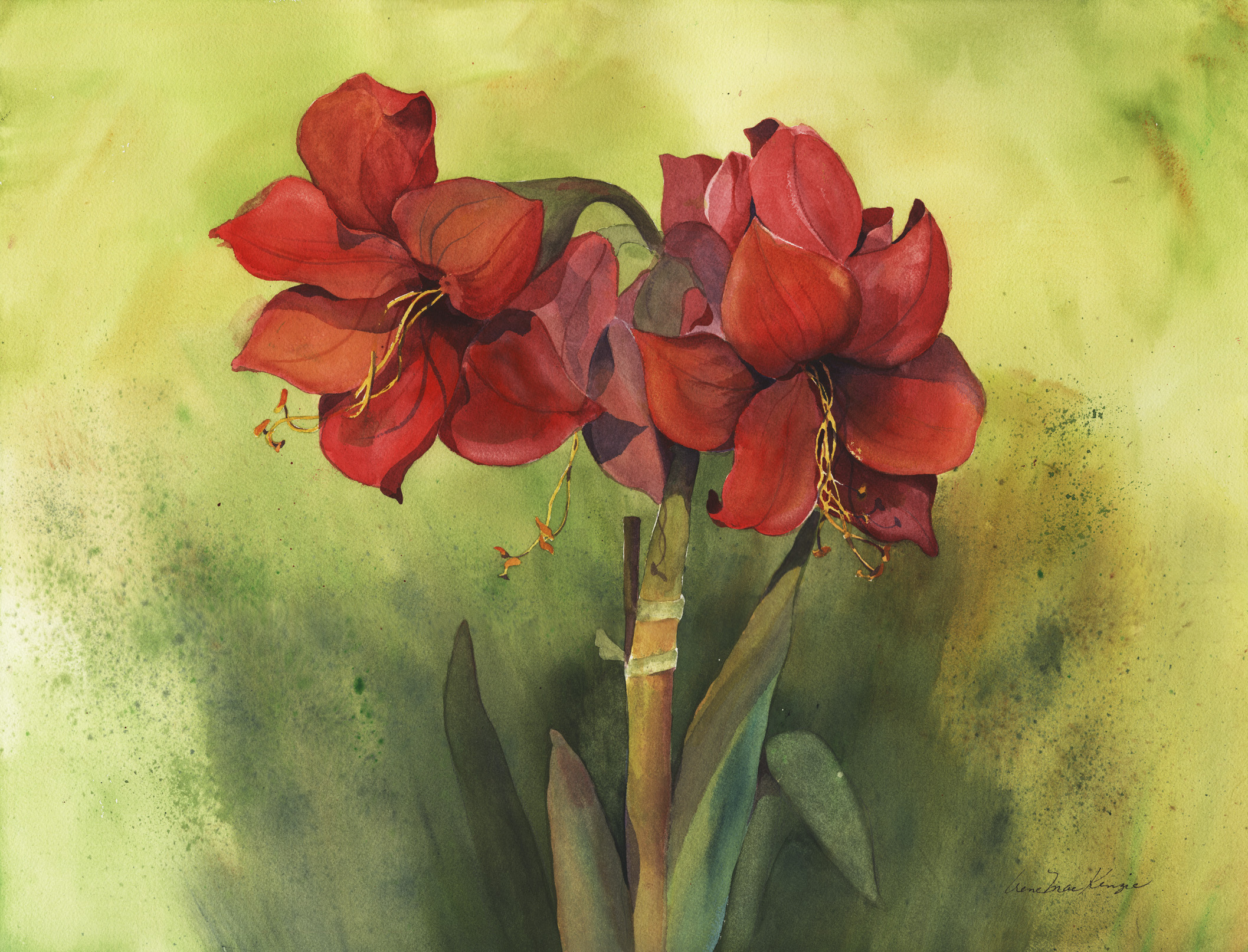 Amaryllis Duo-Yellow