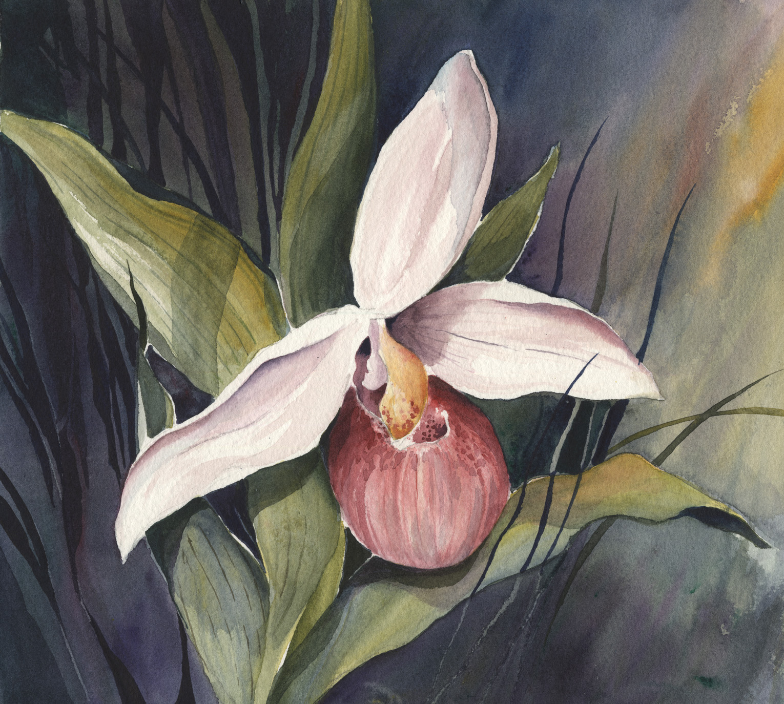 Pink Lady Slipper