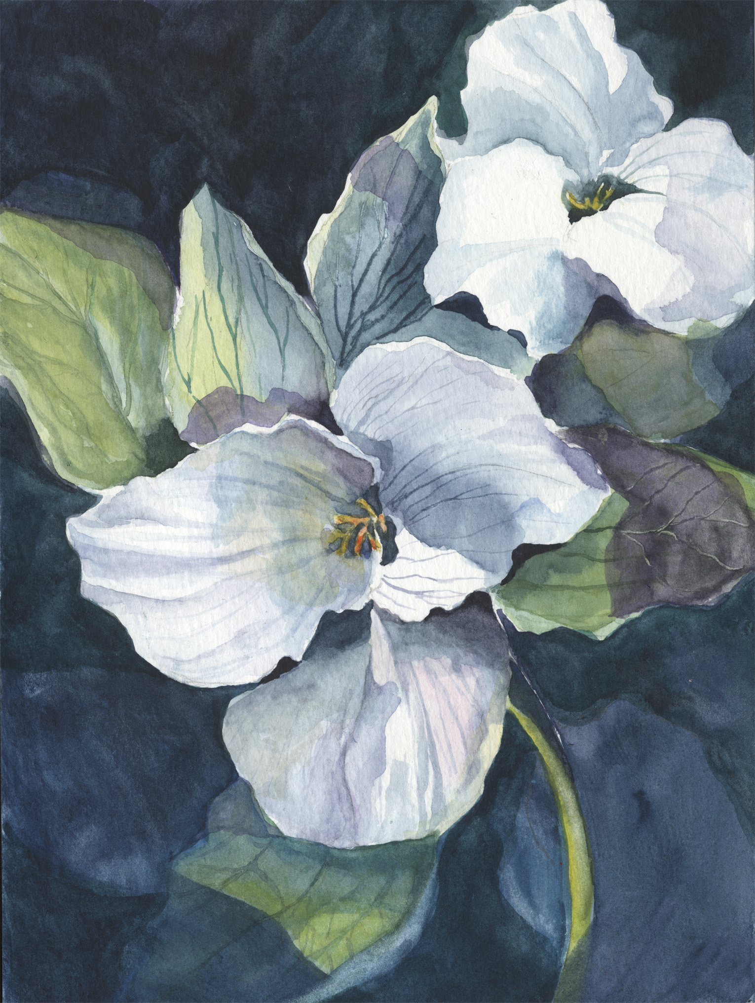 Ontario's Trillium