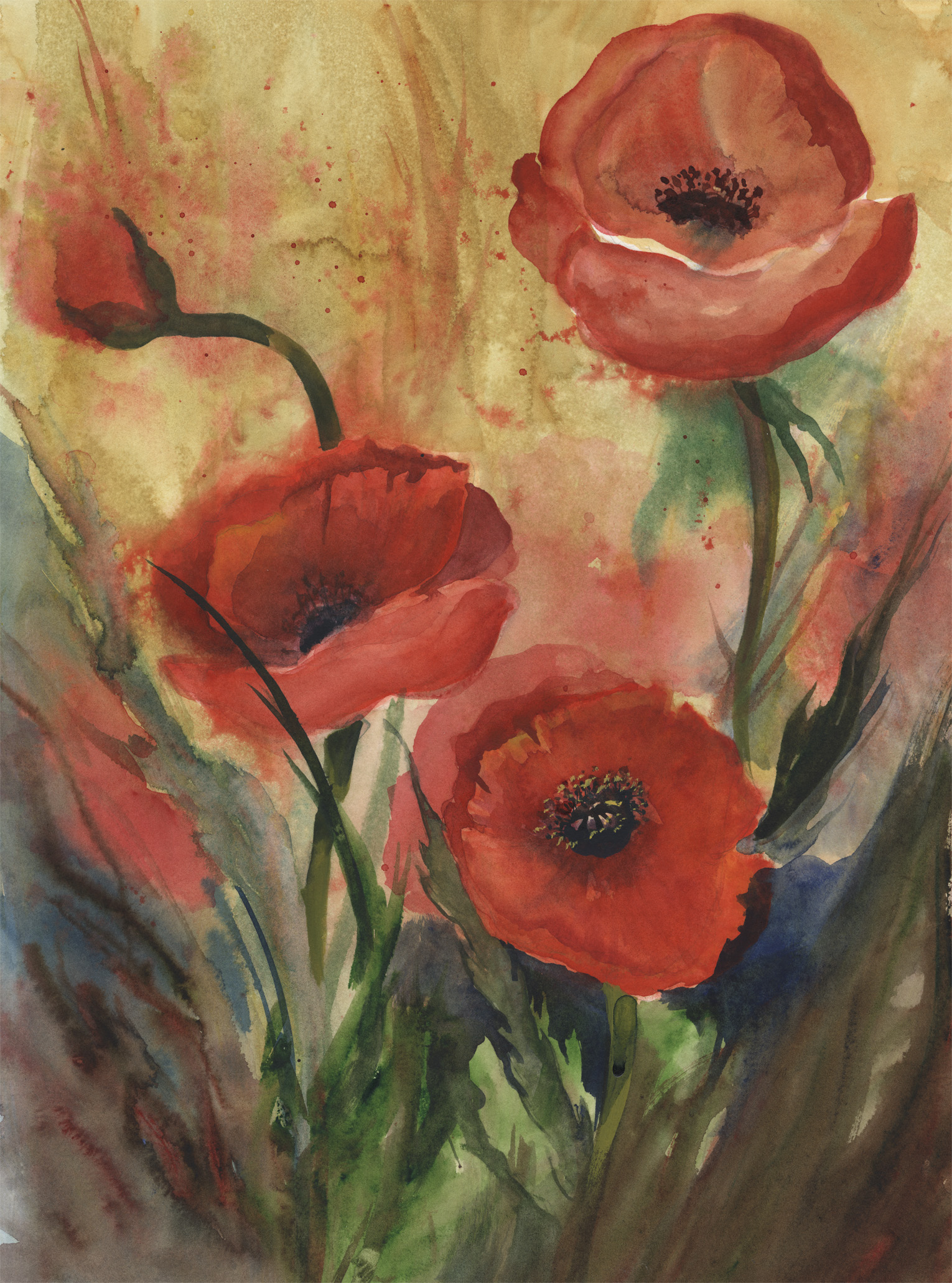 Poppies in Rain