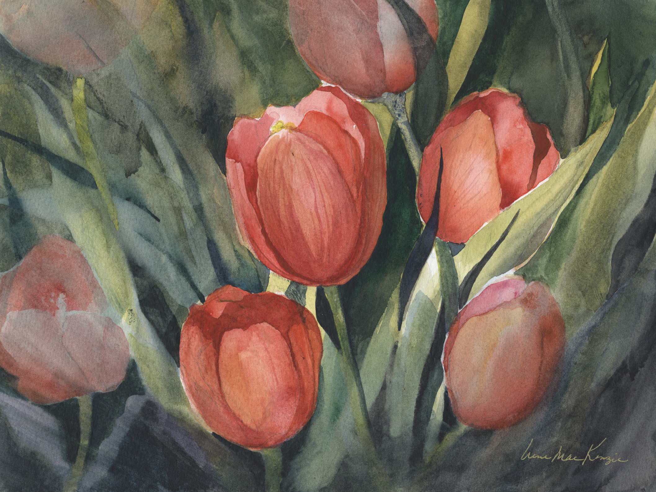 Red Tulips
