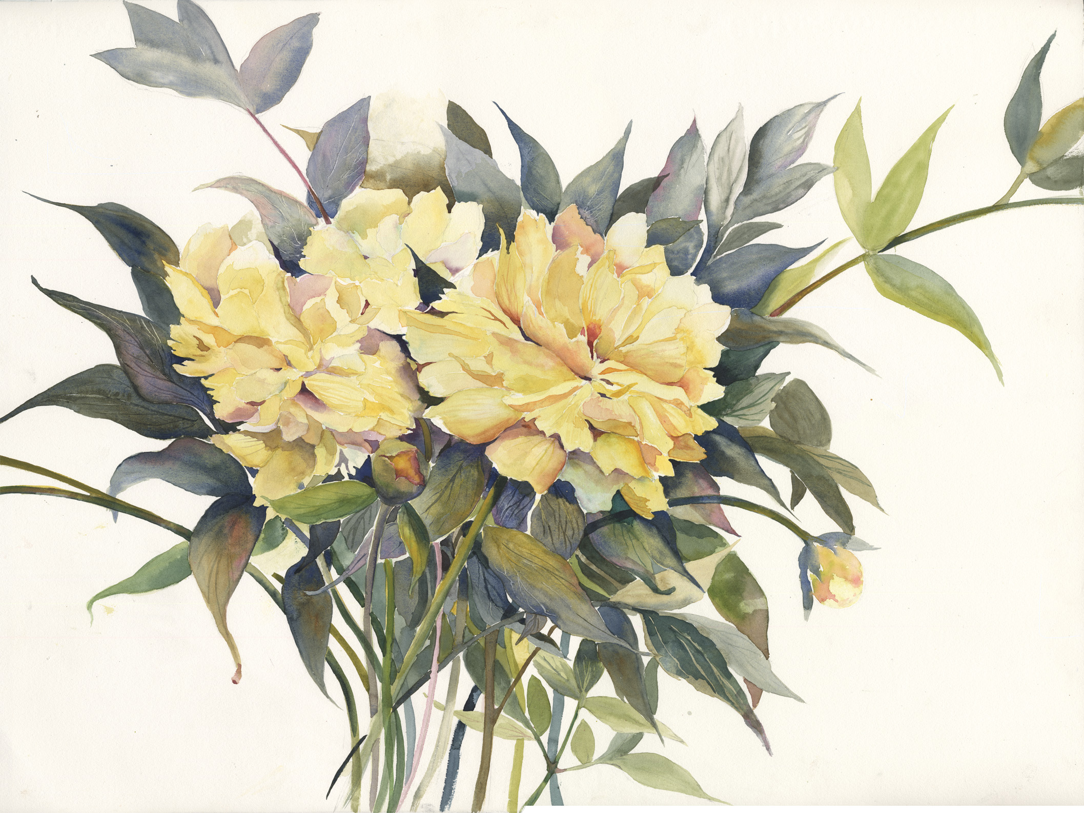 Yellow Peonies