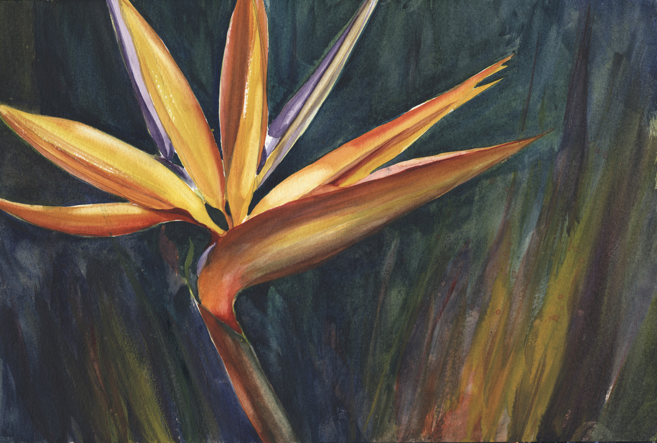 Bird of Paradise
