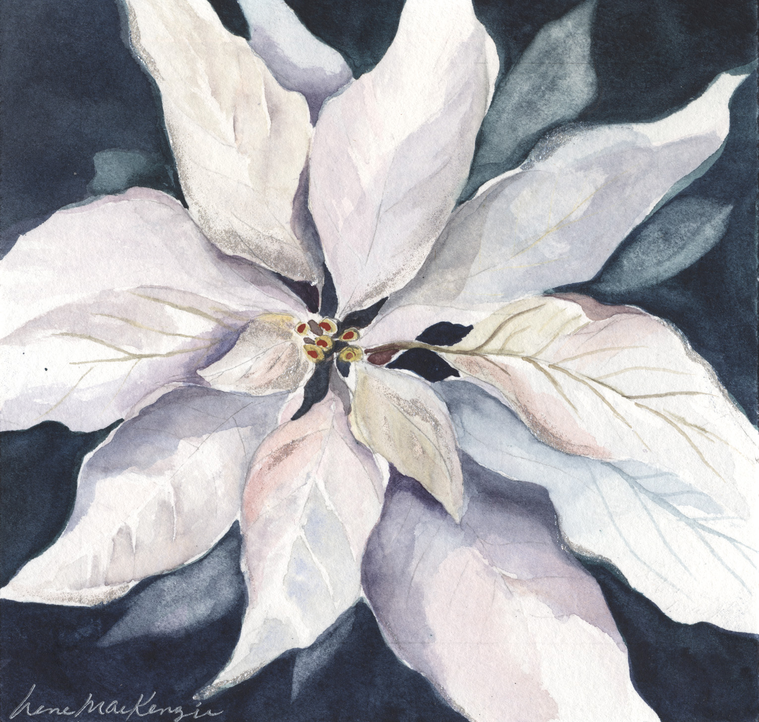 White Poinsettia