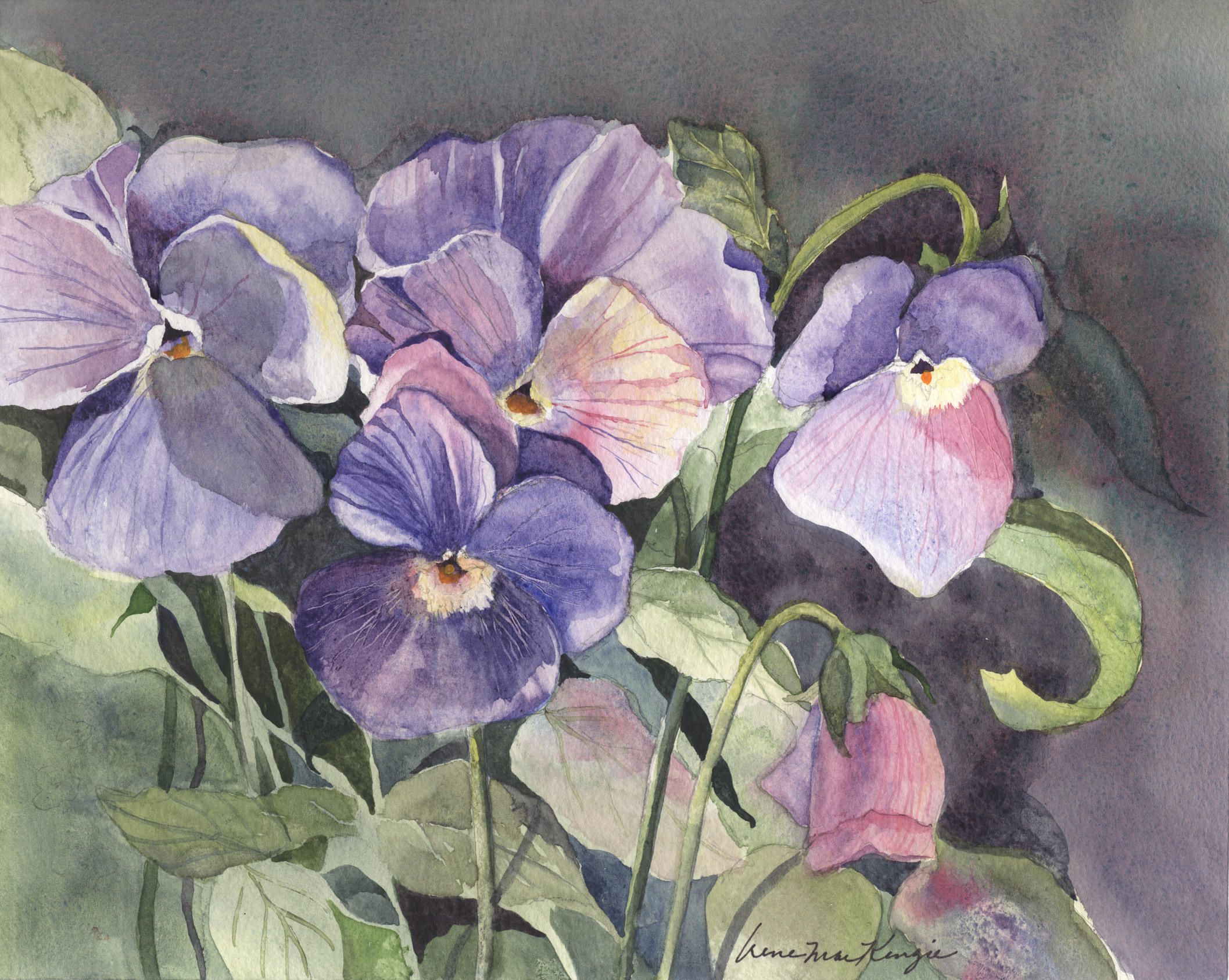 Garden Pansies
