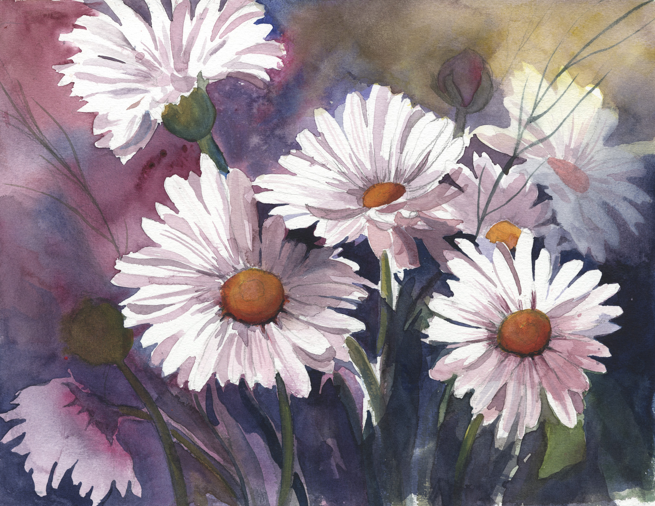 Garden Daisies