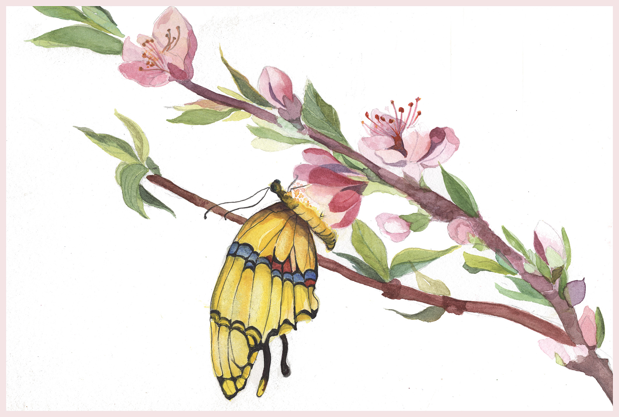 Giant Swallowtail