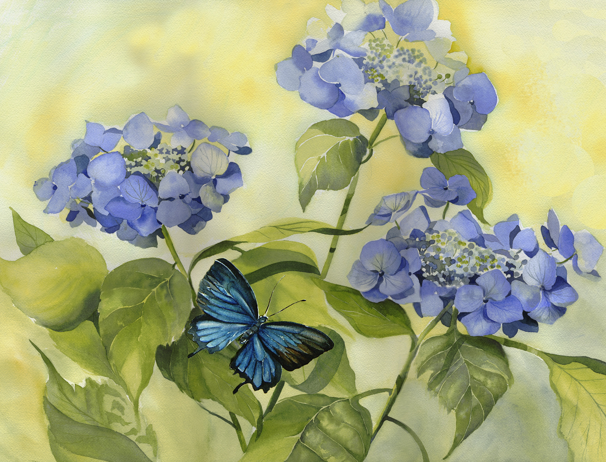Blue Morpho
