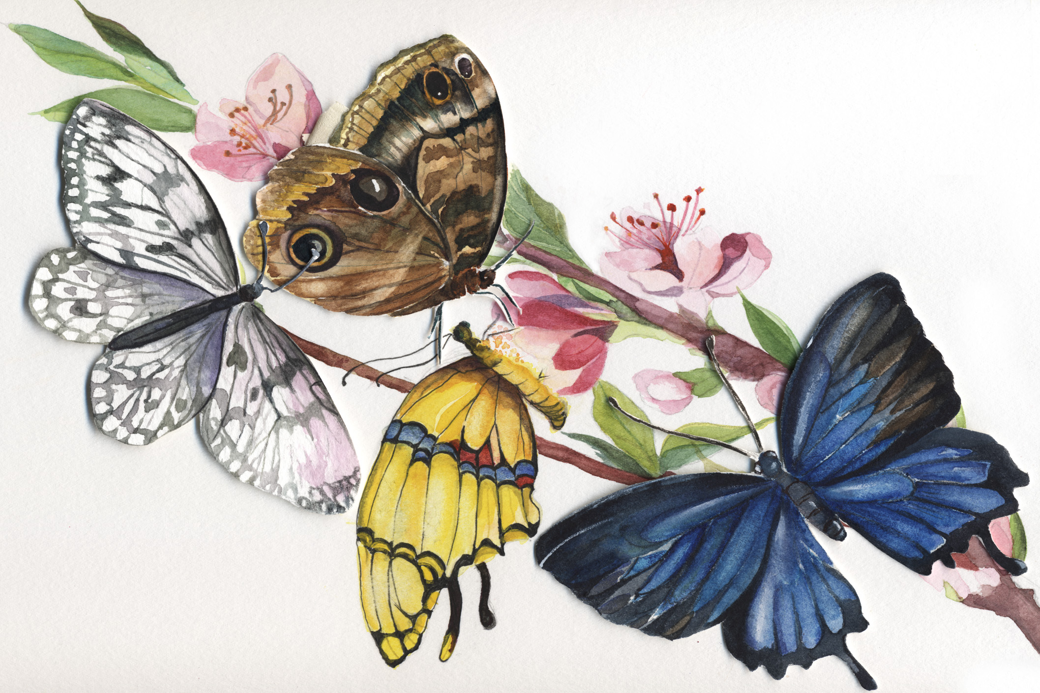 Butterflies