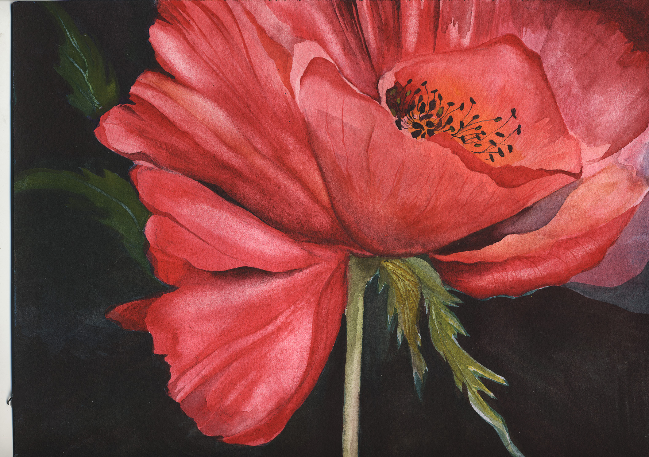 Fresh Poppy