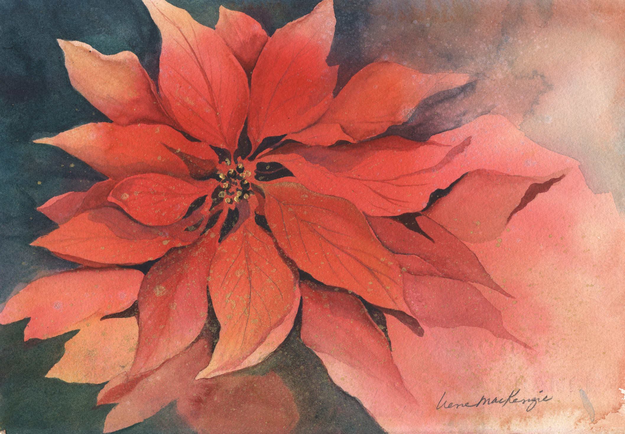 Golden Poinsettia
