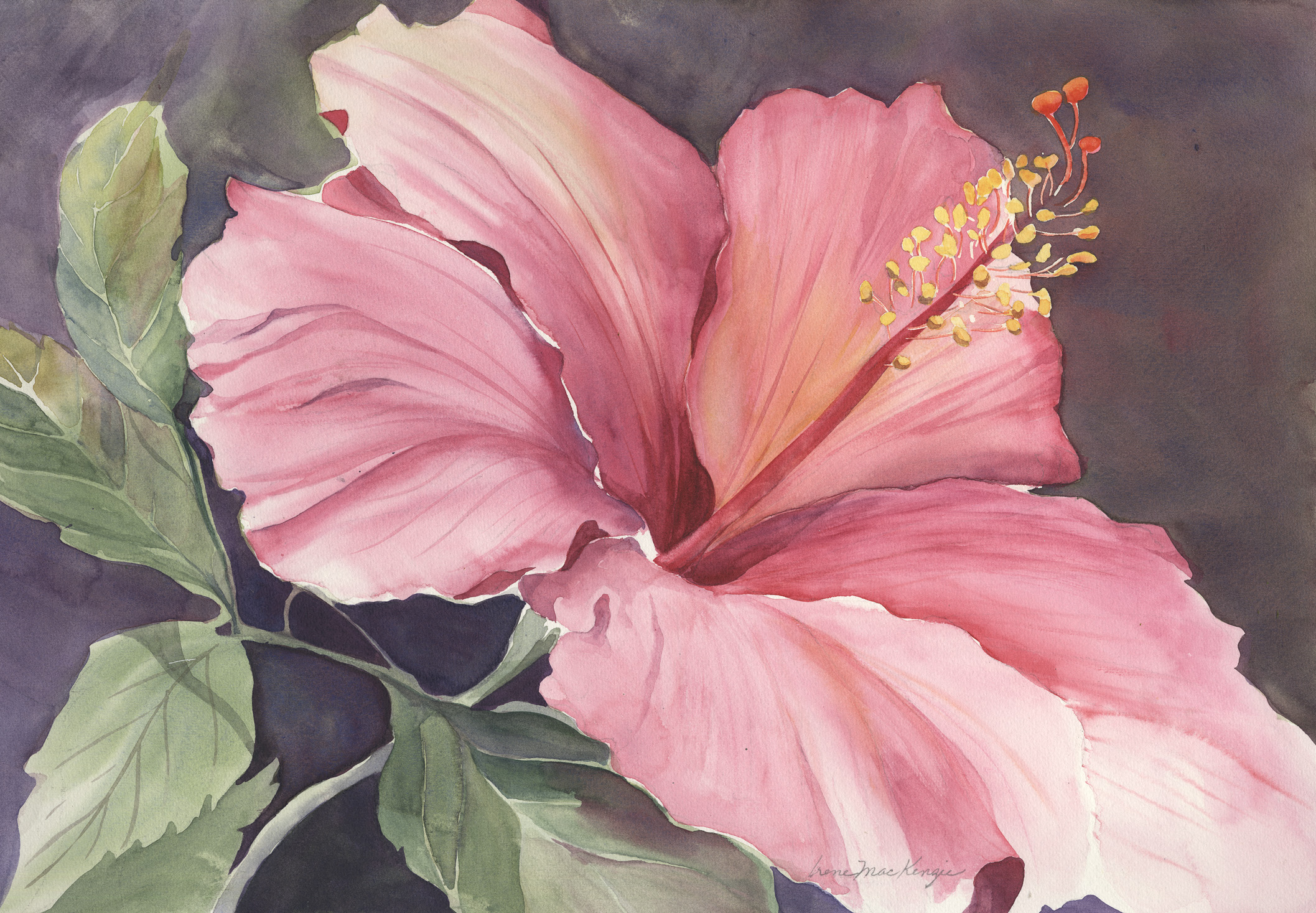 Pink Hibiscus