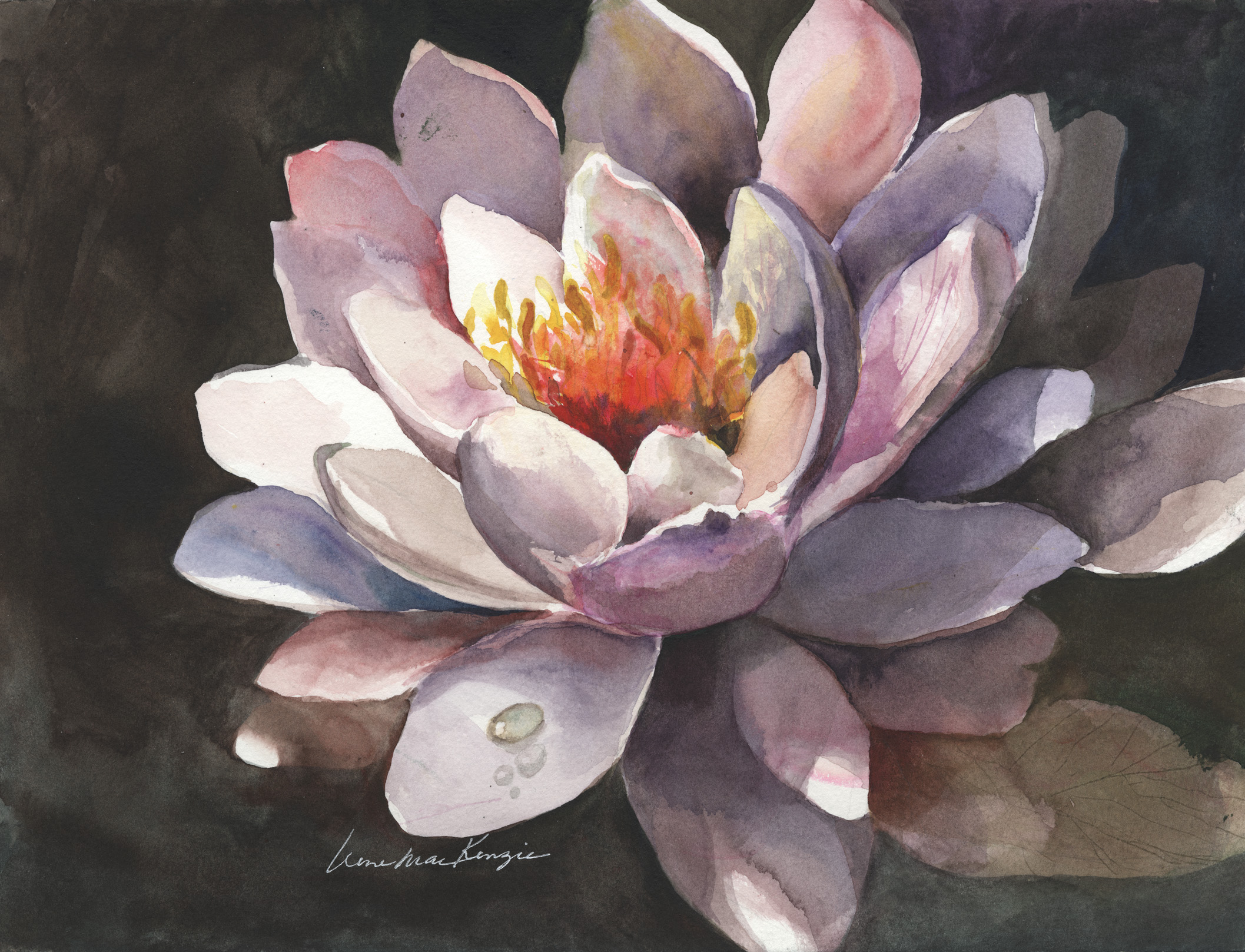 Water Lily