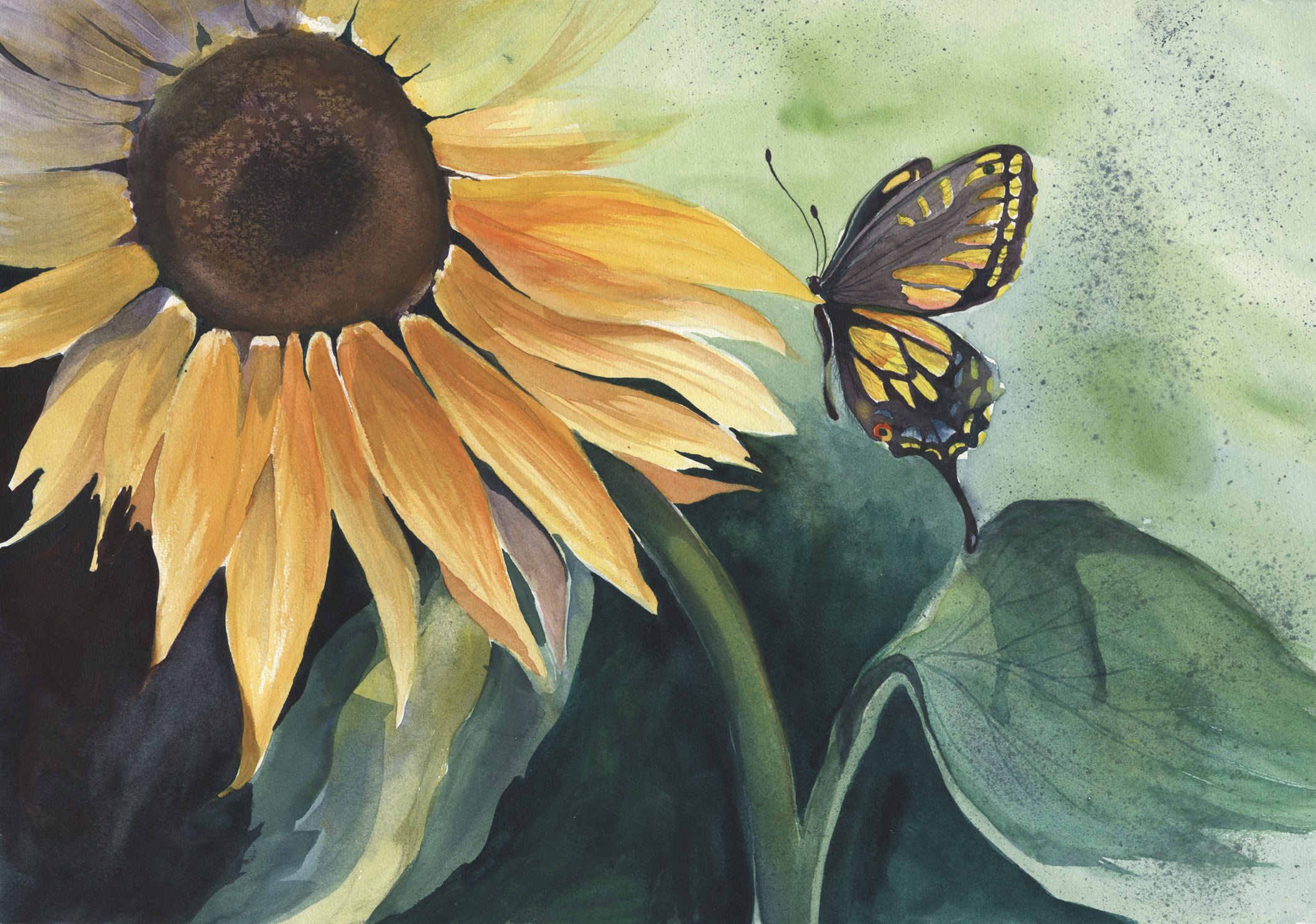 Anise Swallowtail