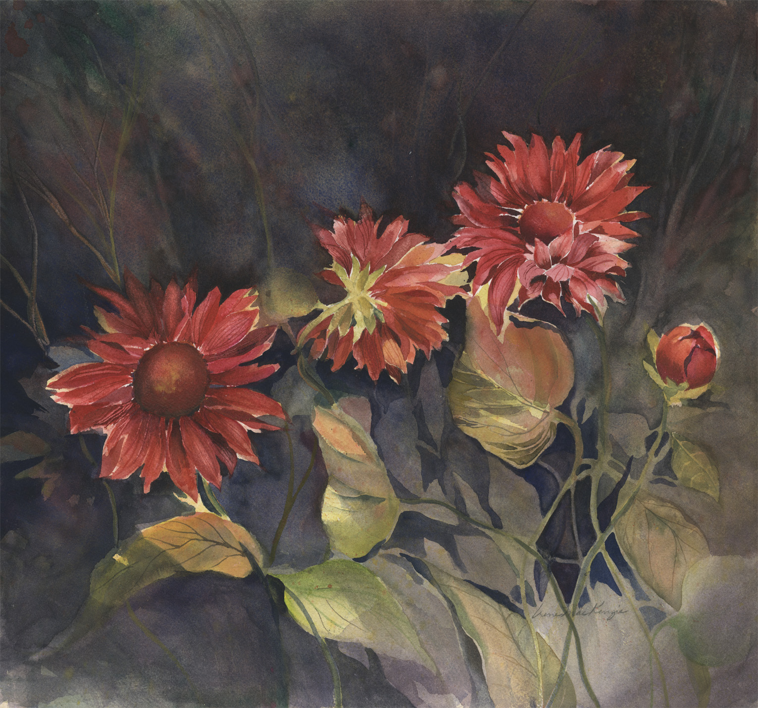 Red Daisies