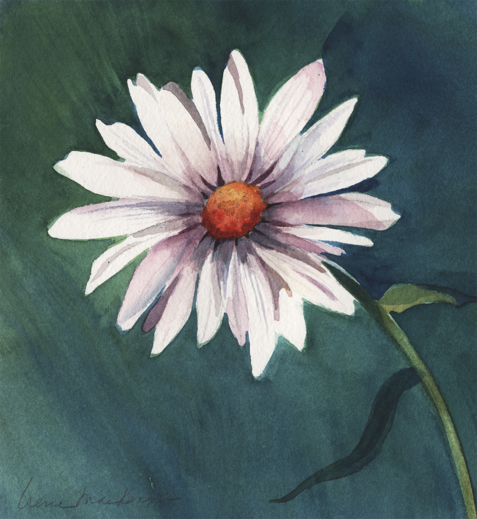 White Daisy