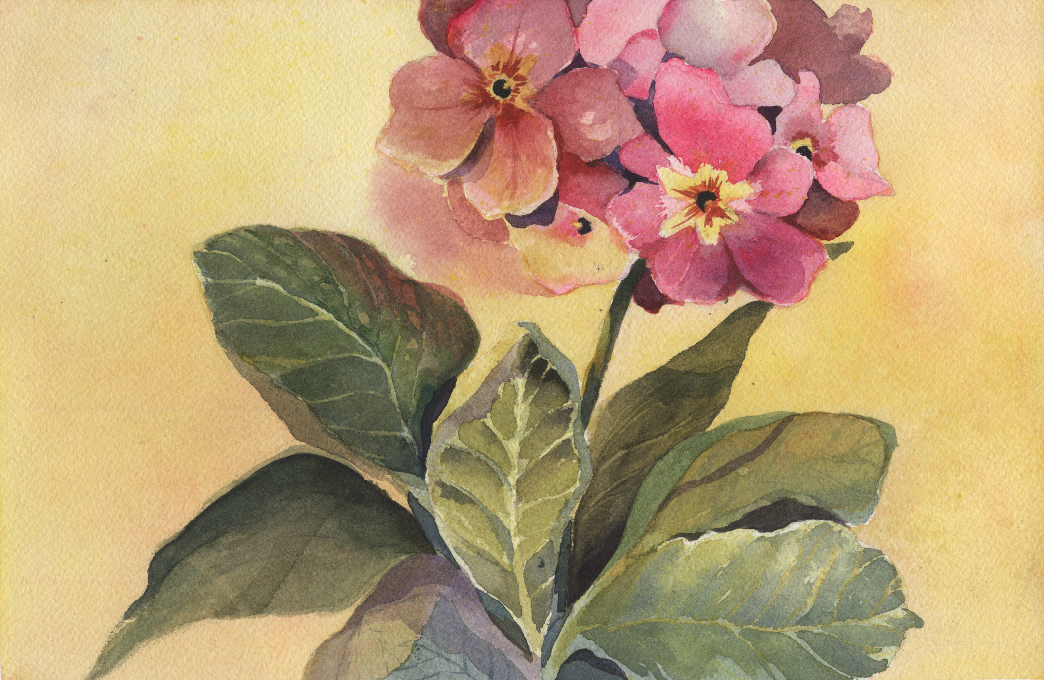 Pink Primula