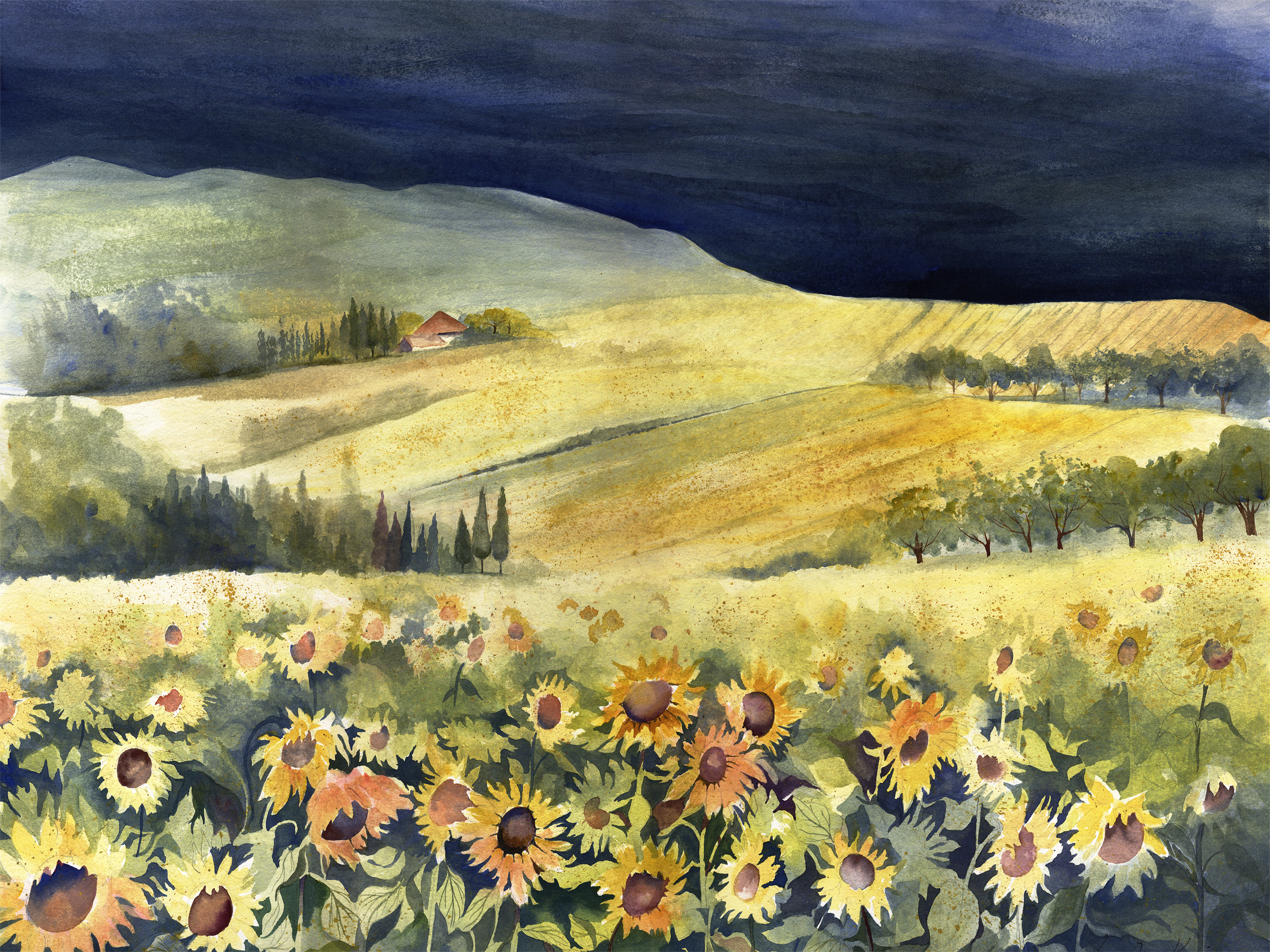 Tuscan Fields