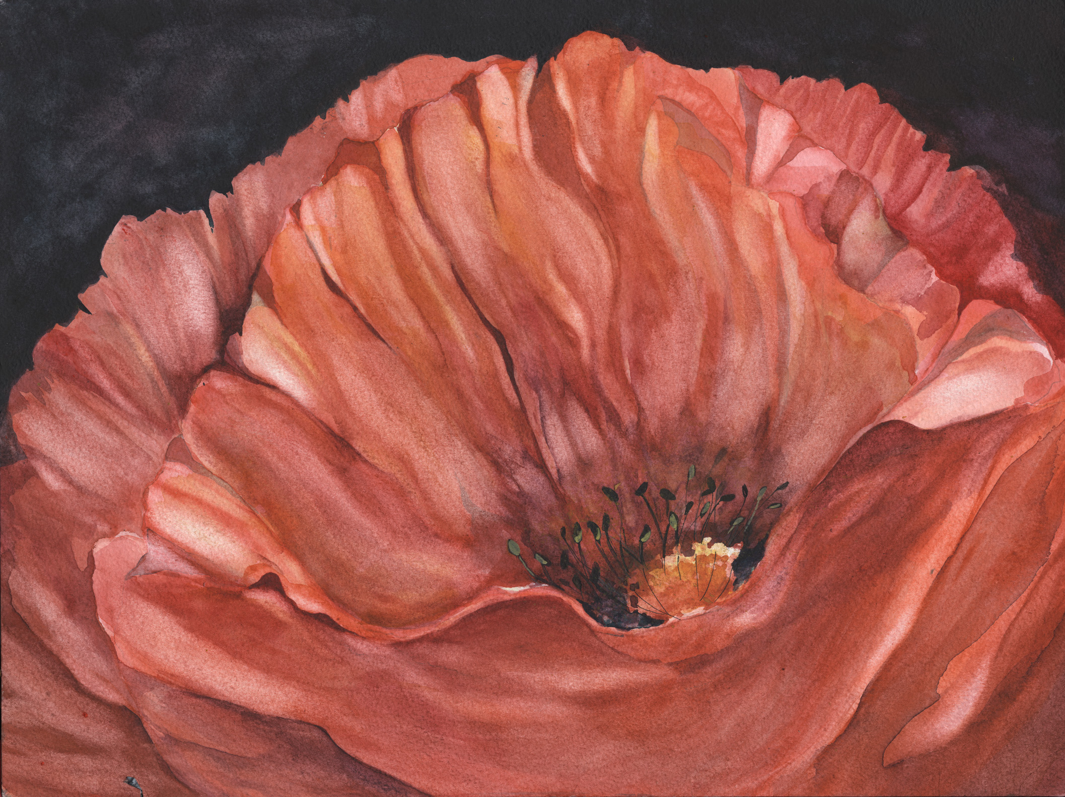 Red Poppy