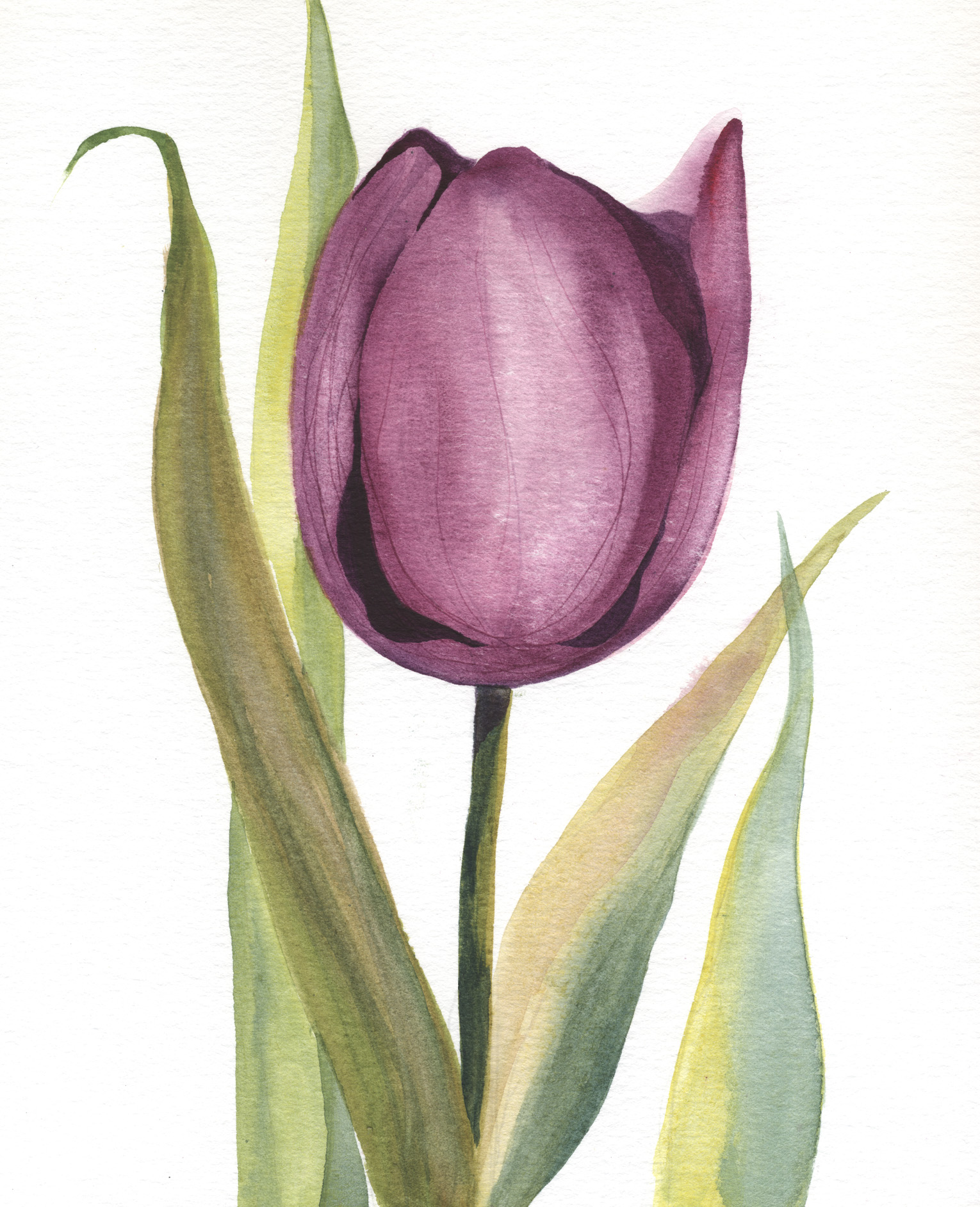 Purple Tulip