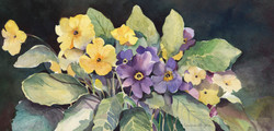 Primula