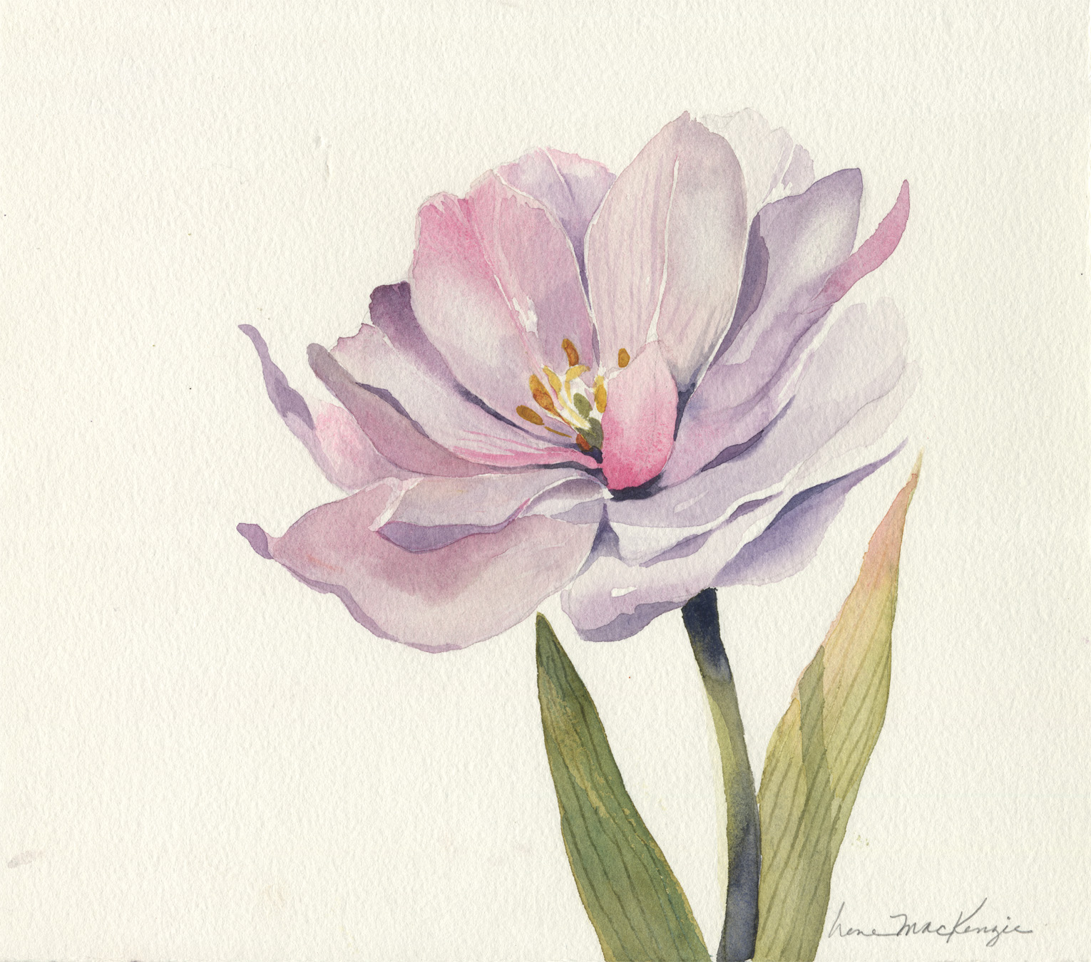Pink Tulip