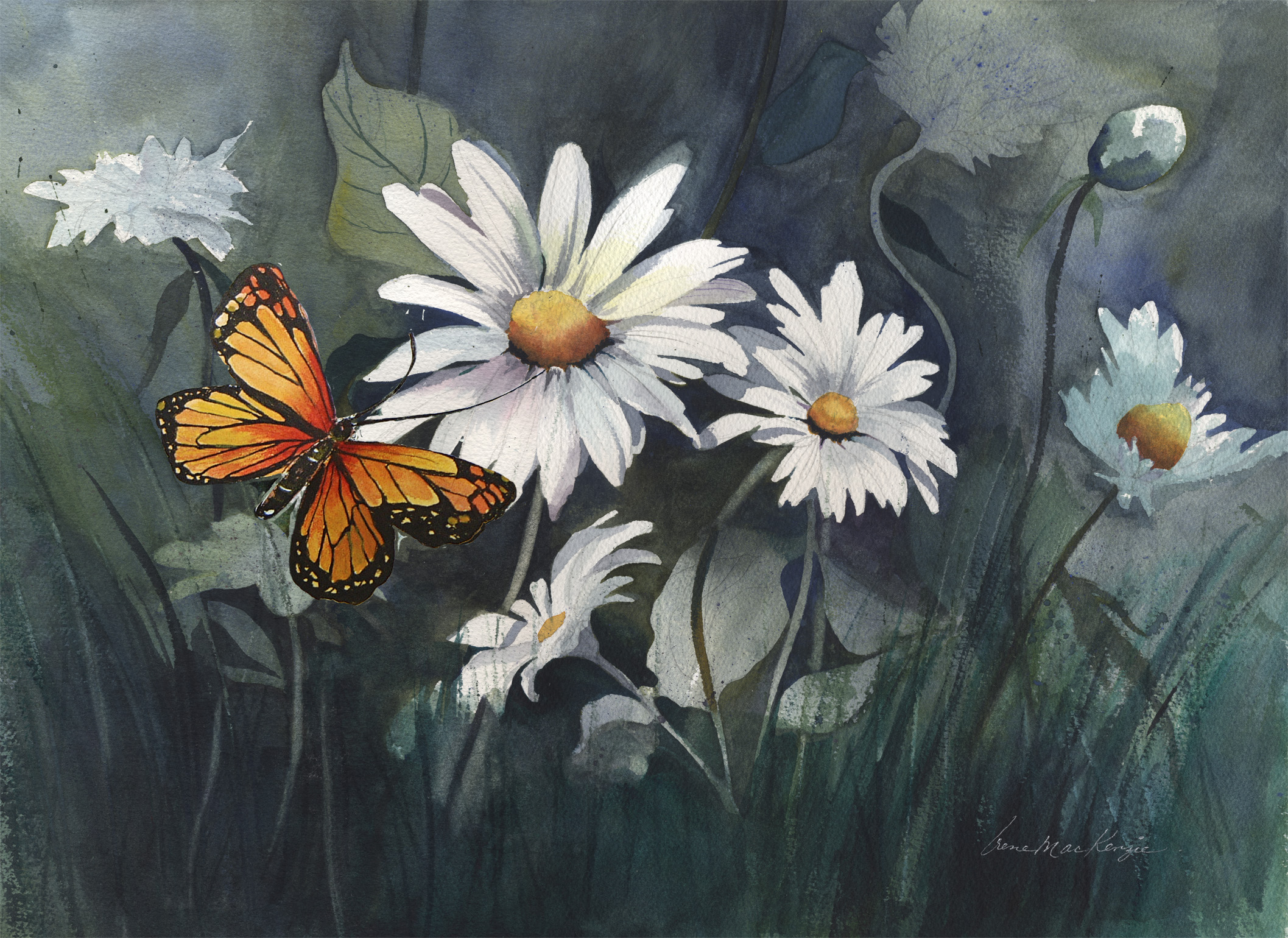 Monarch on Daiseis