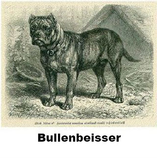 Bullenbeisser (3)_edited