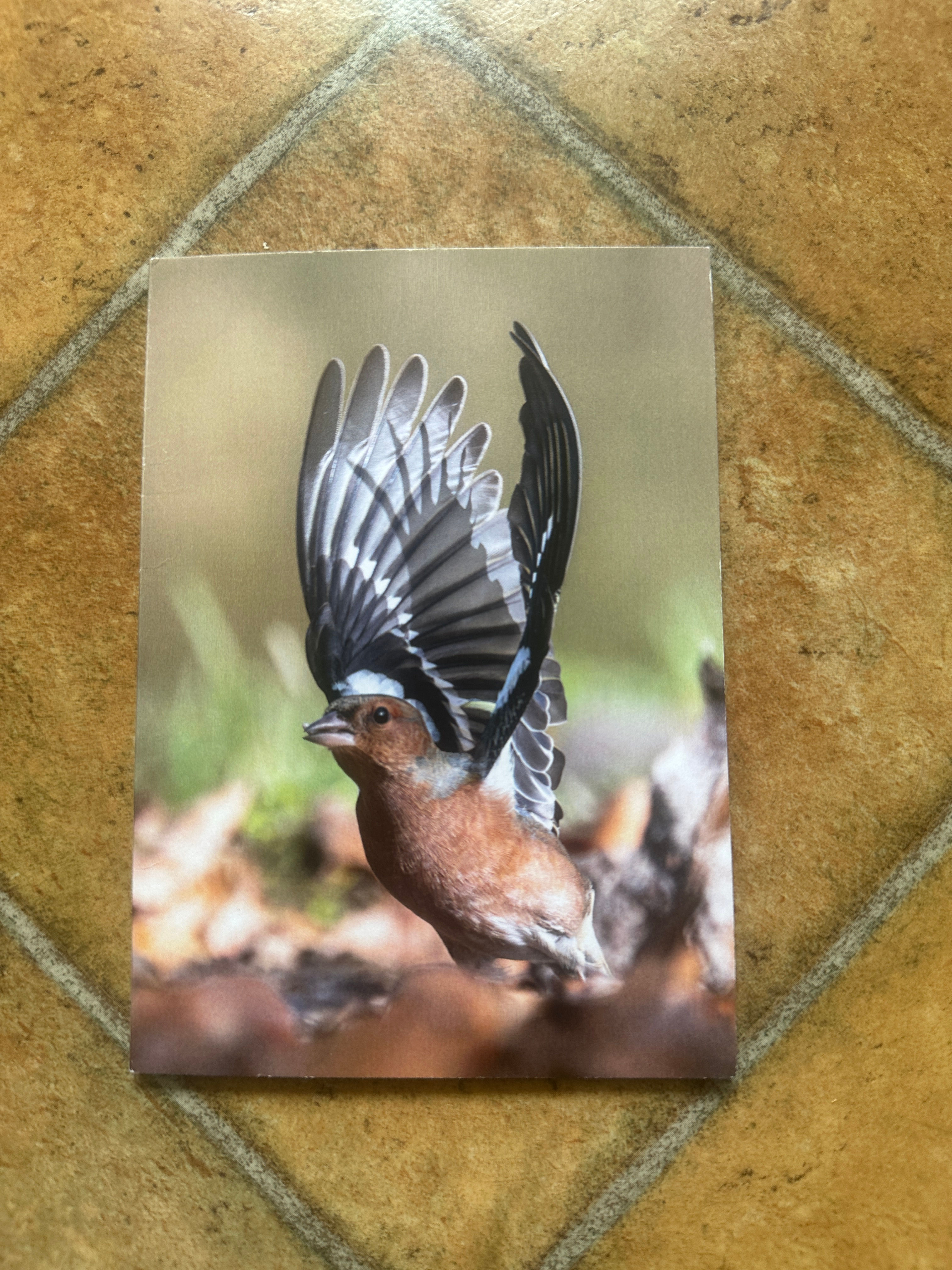 Chaffinch taking flight- blank A6 greeting cards with white C6 envelopes