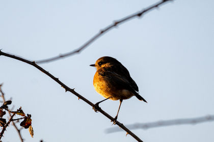 Different birds