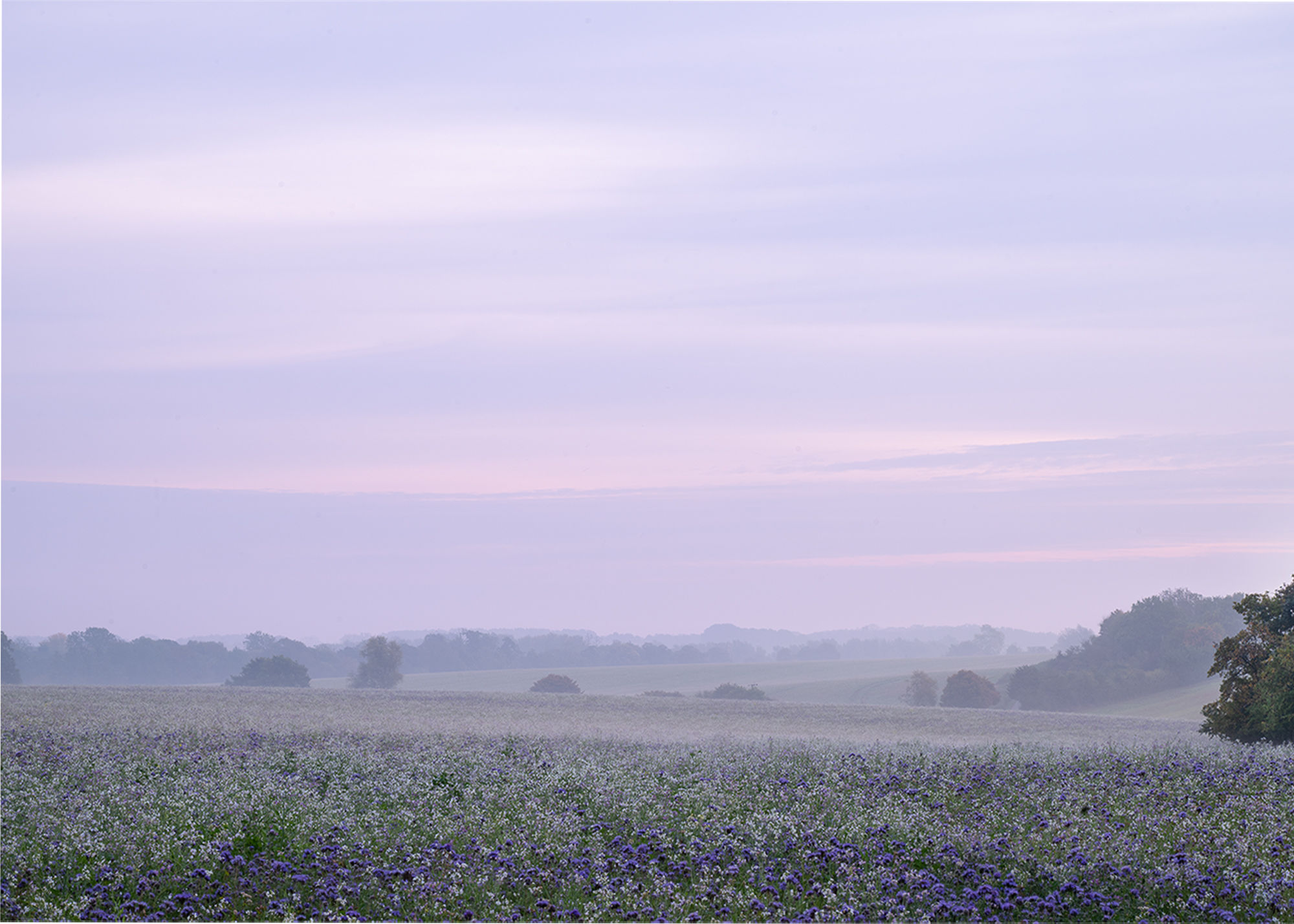 Misty October Morning nr Framsden, Suffolk
