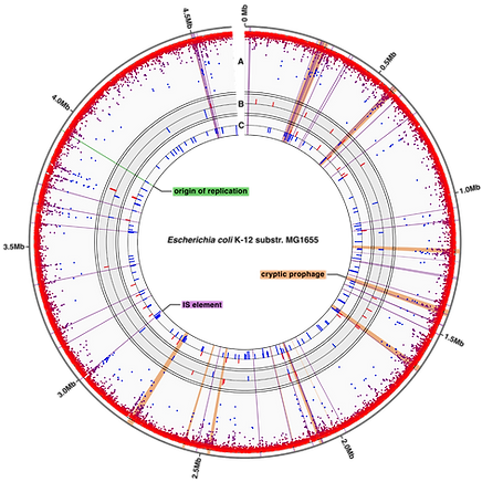 Methylation1.png