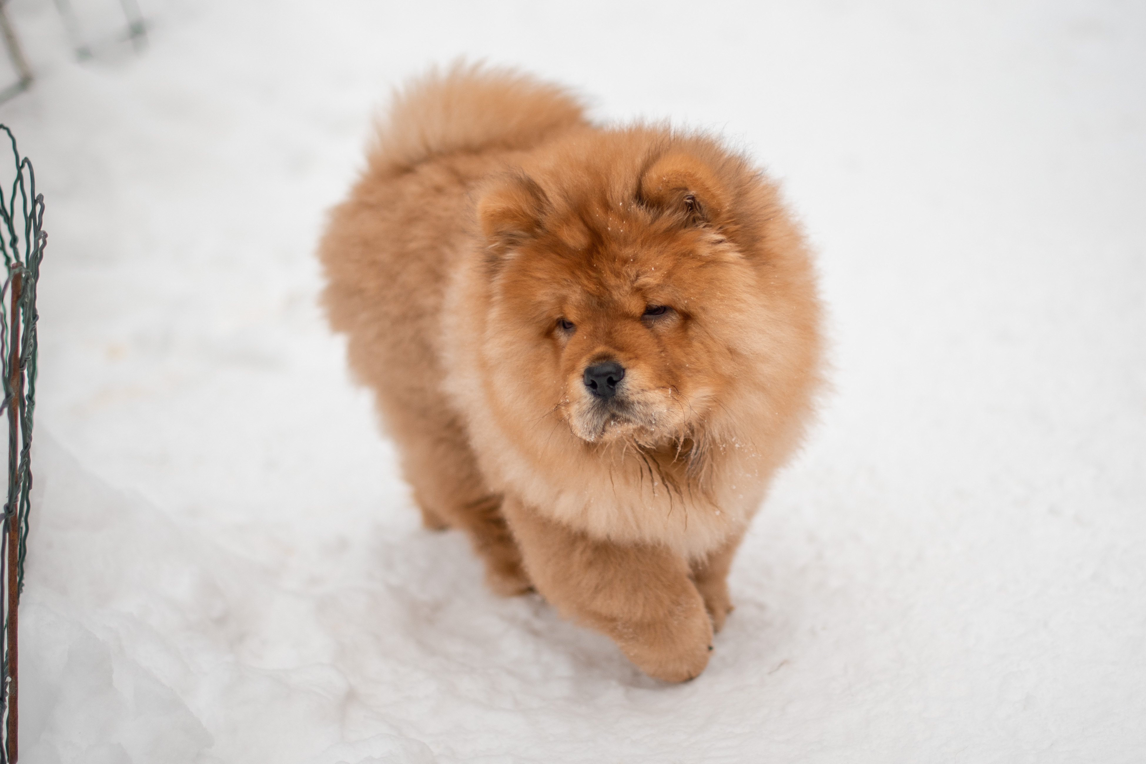 Клото Ефимия8