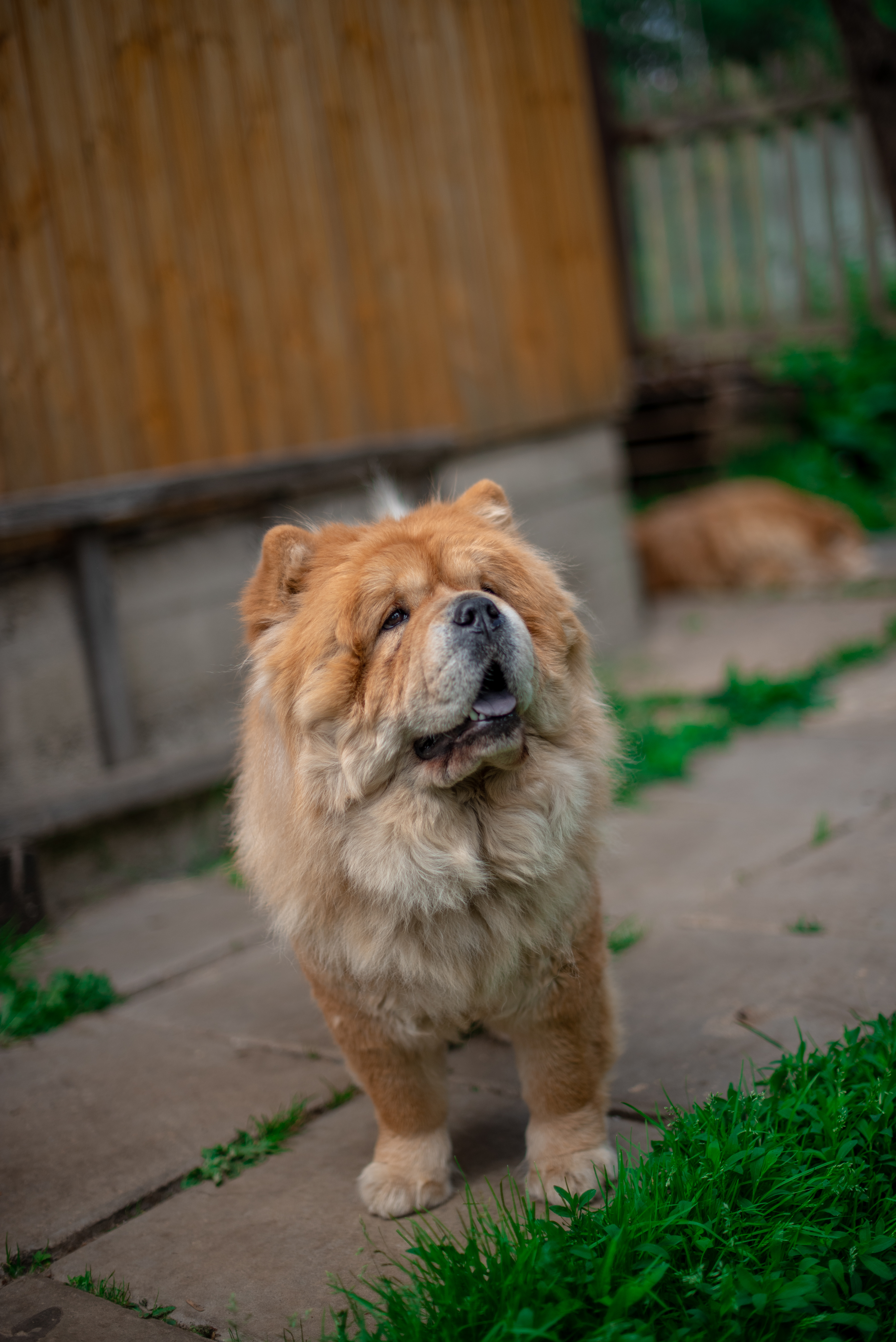 Клото Глориоза